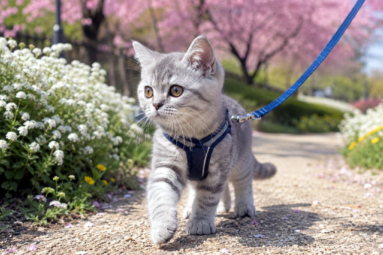 「ぽかぽか春のお散歩タイム🌸🐾満開の桜よりも、好奇心いっぱいで歩く姿に視線が釘付けになっちゃいますね😍🌸 #お散歩猫 #春の訪れ #猫のいる暮らし #ブリティッシュショートヘア」Ultra-realistic high-quality photograph of a silver tabby British Shorthair kitten wearing a blue harness, walking along a sunny path lined with blooming cherry blossoms. The soft spring sunlight highlights its beautiful striped coat and curious amber eyes in a lively scene. 満開の桜と白い花々が咲き誇る春の小道を、青いハーネスをつけて歩くシルバータビーのブリティッシュショートヘアの子猫。柔らかな春の日差しが美しい縞模様の被毛を照らし、好奇心旺盛な丸い琥珀色の瞳が輝く、生命力あふれる高品質な写真