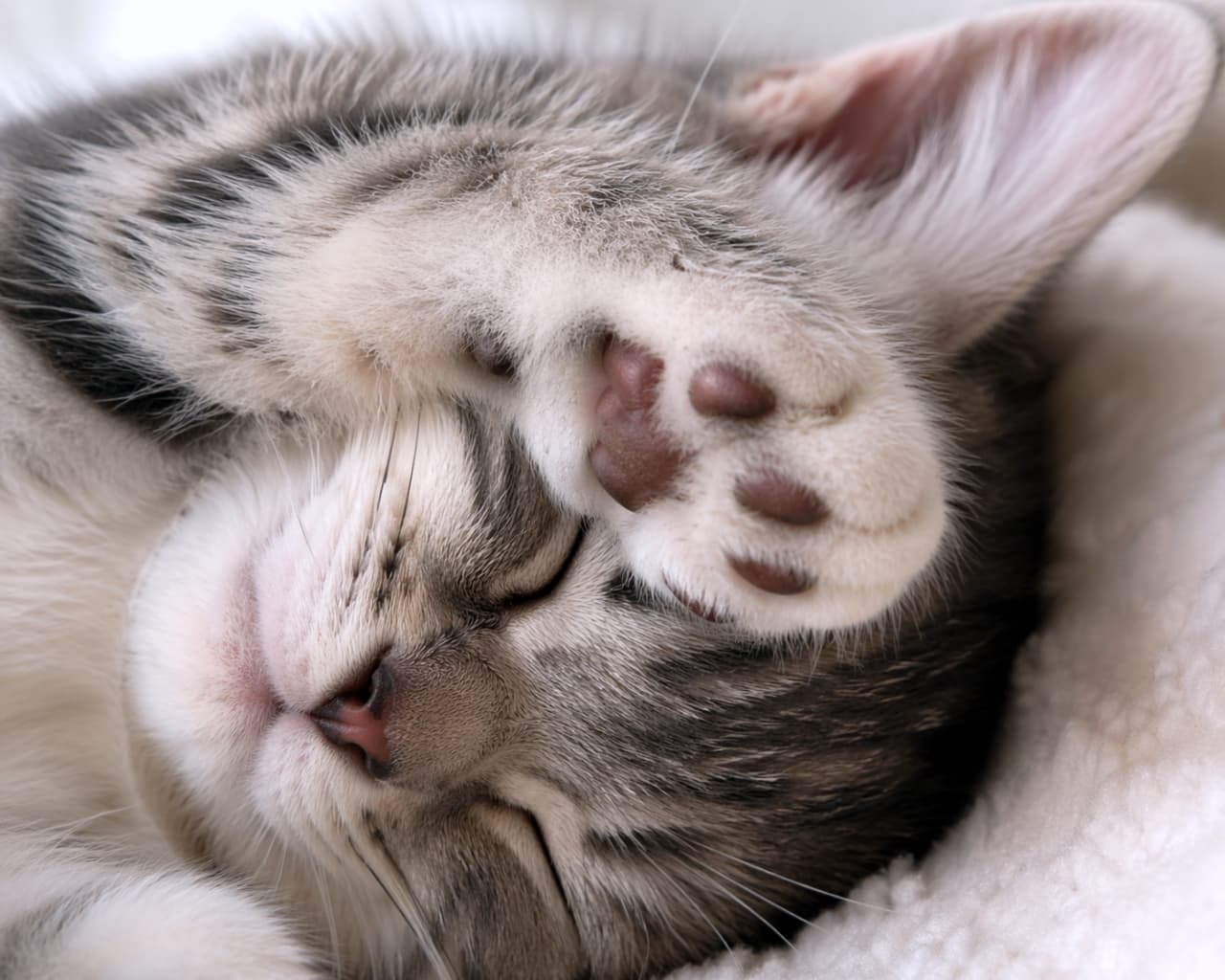 「ぐっすり夢の中…だけど、お耳がひとつ神隠しにあっちゃった！？💤 肉球は完璧なのに、耳が足りないギャップにびっくりだね🐱💖」A macro close-up of a tabby kitten sleeping. The image shows a significant structural failure in the AI rendering; while one ear is detailed, the other ear is missing entirely despite the head's orientation. The area where the second ear should be is replaced by a blurred texture that blends unnaturally into the background, failing to maintain feline anatomy. 眠っているトラ猫のクローズアップ。AIレンダリングの重大な構造的欠陥が見て取れます。頭の向きからして当然見えるはずのもう一方の耳が完全に欠損しており、その場所は背景に溶け込むような不自然でぼやけたテクスチャに置き換わっています。猫の解剖学的な正しさが維持されていません（プロンプト：Close-up of a sleeping kitten with its paw covering its face, focusing on the tiny paw pads, peaceful atmosphere.）