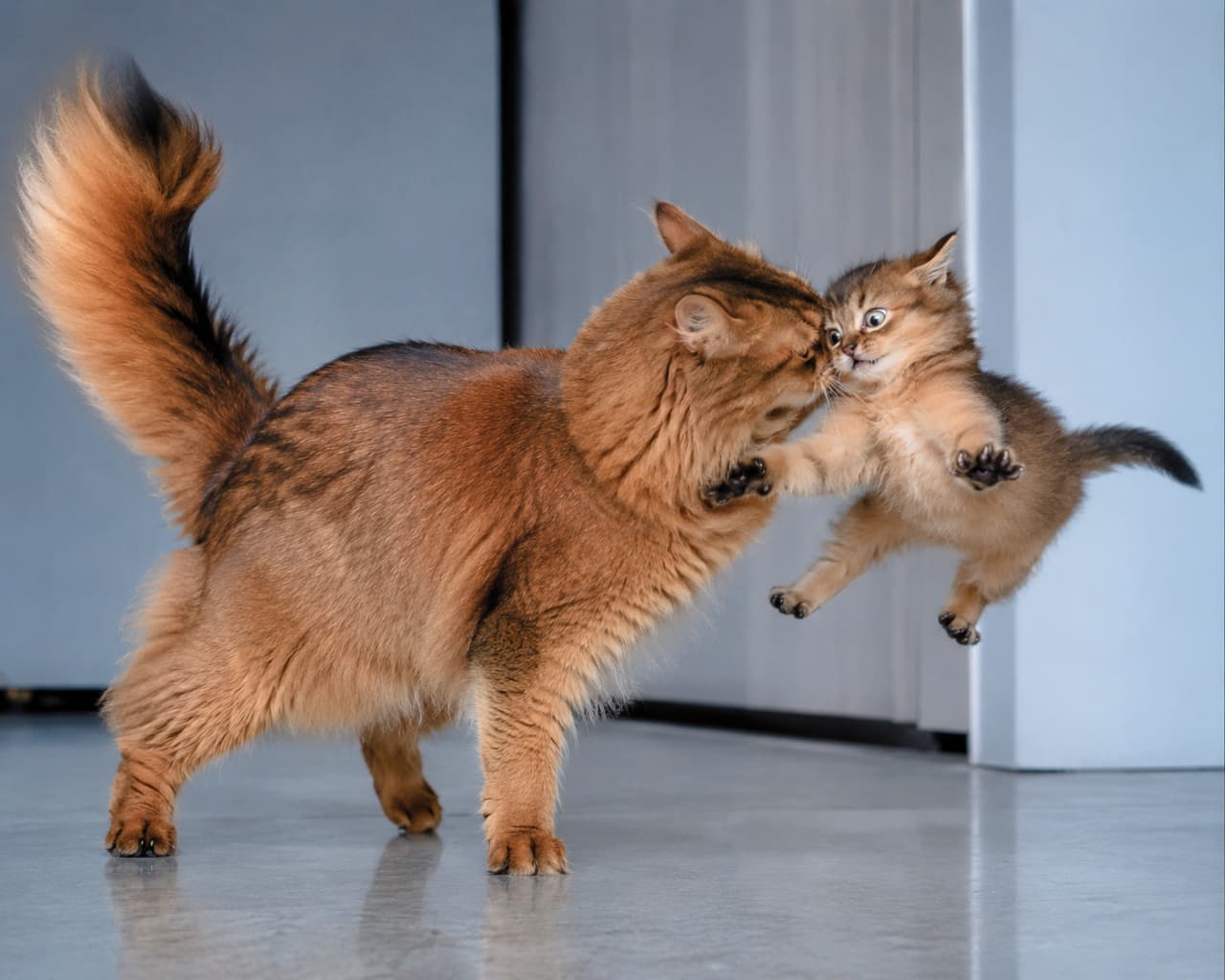 「まさにカンフーマスター🐾🔥 ソマリ親子の激しすぎる空中戦！子猫の「ウソでしょ⁉️」という顔が最高です🙀🌪️ #決定的瞬間 #ソマリ #奇跡の一枚 #子猫の成長」Ultra-realistic high-quality photograph of a stunning long-haired Somali mother cat with a thick neck ruff colliding with her kitten. The kitten is completely suspended in mid-air, eyes wide open in absolute genuine shock with limbs splayed out, while the mother cat maintains a stern, unyielding expression. The cold grey indoor background and reflective floor heighten the grim realism of the freeze-frame. ボリュームのある首毛と見事なルディの被毛を持つソマリの親猫と、空中に完全に浮き上がった子猫が激しく衝突している瞬間の超高画質写真。子猫は絶対的な驚愕で目を真ん丸に見開き、四肢をいっぱいに広げて宙を舞っている。一方の親猫は冷徹なまでの真顔で衝撃を受け止めている。背景のグレーの壁と、かすかに反射する冷たい床が、このフリーズフレームの緊迫感とリアルさを強調している