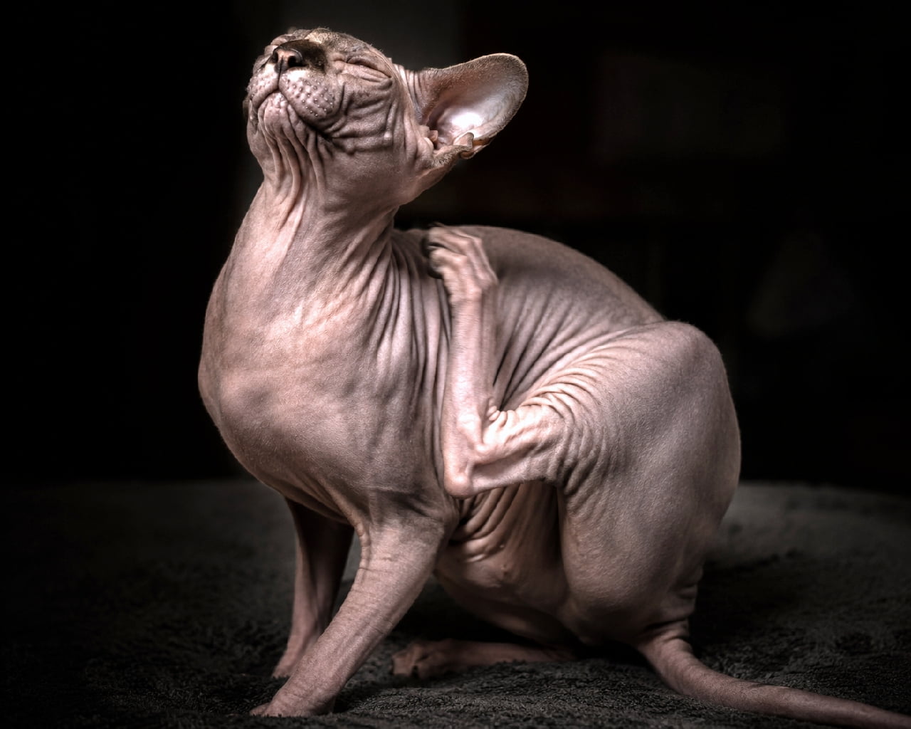 「闇夜に浮かび上がる魅惑のシルエット🐈⬛スポットライトを浴びて首をカキカキする芸術的なスフィンクスさんです✨ #スフィンクス #にゃんすたぐらむ #猫好きさんと繋がりたい #猫のいる暮らし」Ultra-realistic high-quality photograph of a Sphynx cat forcefully scratching its neck with its left hind leg while looking up against a pitch-black background. The smooth, hairless skin, fine wrinkles, and supple muscles are beautifully highlighted by dramatic, spotlight-like illumination, resembling a sculpture. 真っ暗な背景の中、左後ろ足を使って首元を力強く掻きながら天を仰ぎ見るスフィンクス猫の高画質写真。被毛のない滑らかな皮膚の質感や細かな皺、しなやかな筋肉の躍動感が、計算されたスポットライトのような照明によってドラマチックかつ彫刻のように美しく浮かび上がっています