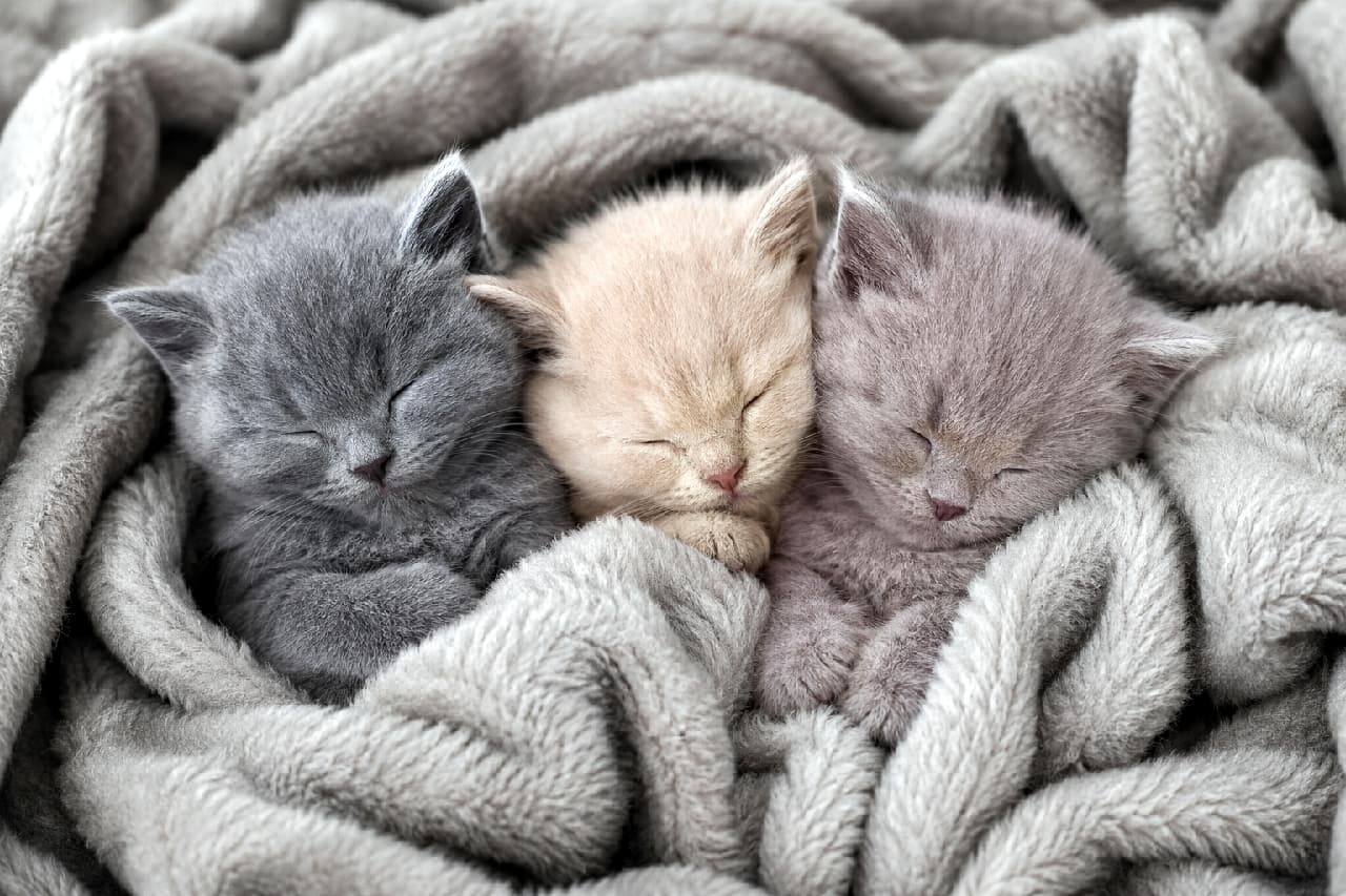 「「みんなで寝ると、もっと温かいね」💤 フワフワ毛布の中でスヤスヤ眠る、色違いのブリティッシュショートヘア3きょうだい。見ているだけで心が浄化される至福のひととき…😻 #多頭飼い #子猫 #猫のいる暮らし #ブリティッシュショートヘア」Ultra-realistic high-quality photograph of three British Shorthair kittens of different colors (blue, cream, lilac), snuggled together and sleeping peacefully in a soft, grey fluffy blanket. They are arranged side-by-side with closed eyes and relaxed, tranquil expressions. The distinct textures of each dense fur coat and the blanket fibers are rendered in exquisite detail. 柔らかくフワフワとしたグレーの毛布の中に、密着してスヤスヤと眠る3匹のブリティッシュショートヘアの子猫。左からブルー(グレー)、クリーム、ライラック(薄い紫がかったグレー)の毛色で、それぞれ目を閉じ、安らかな表情で寄り添っております。それぞれの密集したベルベットのような毛並みと、毛布の繊維の質感が極めて詳細に描写されております