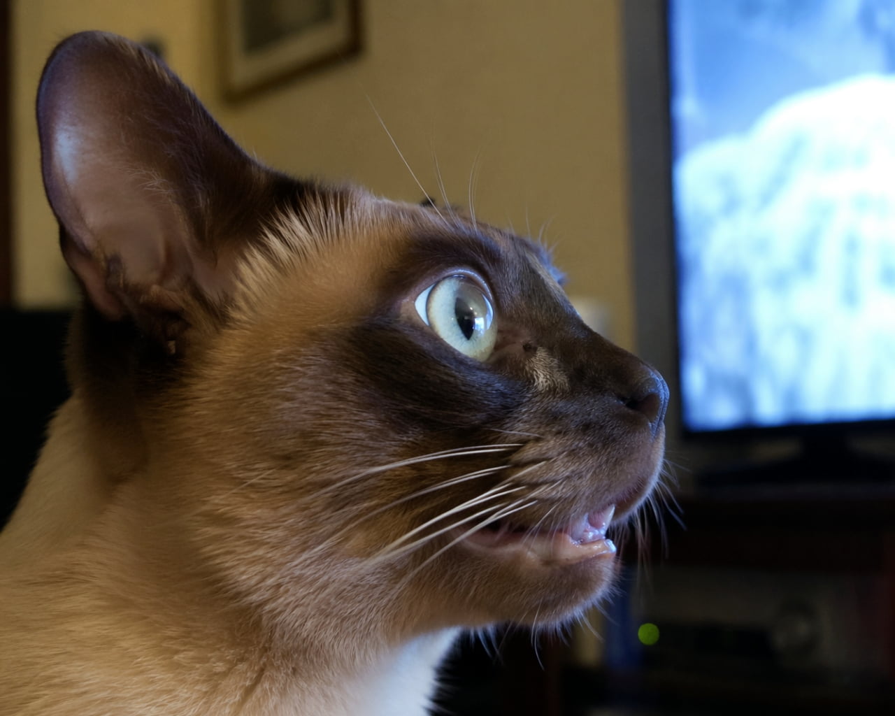 「テレビに夢中になりすぎて、お口がぽかーん！📺🐈 左耳が消えちゃったのはAIのご愛嬌ということで🤫💕 #トンキニーズ #猫 #テレビっ子」An ultra-realistic high-quality close-up photograph of a Tonkinese cat's head in profile, watching TV with its mouth slightly open in complete awe. A glowing TV screen is blurred in the background. Note that due to an AI generation occlusion error, the left ear, which should be visible from this angle, is missing. 青白く光るテレビ画面を背景に、口を少し開けて完全に夢中になっているトンキニーズ猫の横顔のクローズアップ写真。瞳にはテレビの光が反射し、リアルな毛並みが描写されている。なお、AI生成時のオクルージョンの問題により、このアングルで見えるはずの左耳が欠損している