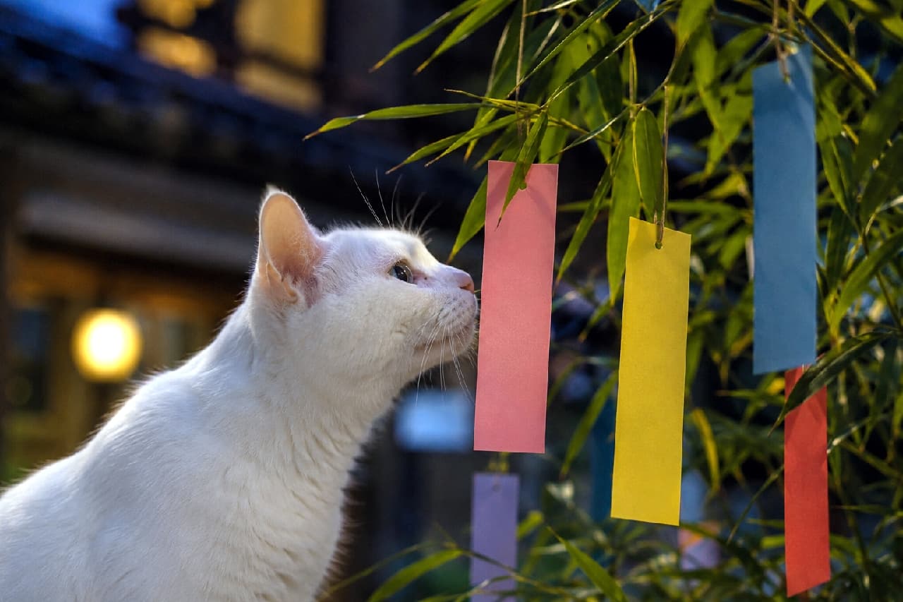 「「みんなの願いごと、空まで届くといいね…🎋✨」純白の猫ちゃんが見つめる、優しくてロマンチックな七夕の夜🌌 #七夕飾り #白猫 #夏の風物詩」Ultra-realistic high-quality photograph of a pristine white shorthair cat in profile, gazing up at colorful Tanabata paper strips hanging from bamboo branches at dusk. The cat has soft white fur and a pale blue eye, with its left ear completely occluded due to the profile angle. In the background, a traditional Japanese building and a softly glowing warm lantern create a nostalgic summer festival atmosphere. 夕暮れ時の情緒ある日本家屋を背景に、笹の葉に飾られた色鮮やかな短冊を愛おしそうに見つめる純白の短毛猫。猫は右斜め上を向いた横顔の構図で、右耳はピンと立っていますが、角度とオクルージョン（頭部による遮蔽）の影響で左耳は隠れて見えない状態になっています。透き通るようなブルーの瞳とピンクの鼻先が美しく、手前にあるピンクや黄色の短冊、奥で温かく灯る丸い和風ランタンが幻想的な七夕の夜を演出しています