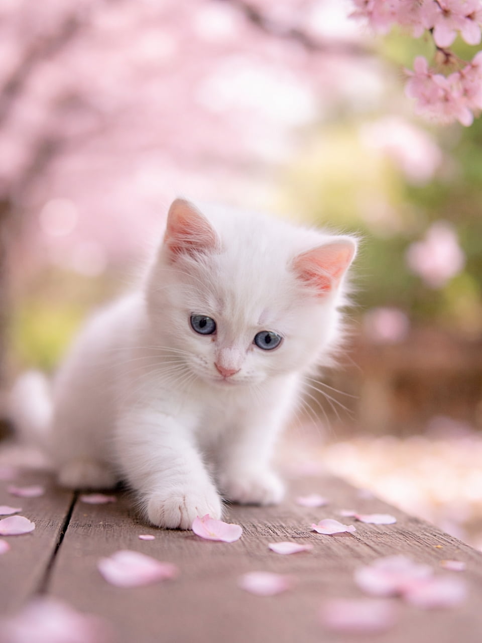 「春の縁側にひらりと落ちた桜の花びら。白い子猫が前足のつま先でそっとタッチ。やわらかな桜色のボケに包まれた、静かで愛らしい春のワンシーン🌸🐾」White kitten on a wooden engawa gently tapping a fallen cherry blossom petal with its forepaw; soft pink sakura bokeh surrounds the scene, with focus on the kitten’s toes and dreamy eyes. 桜の花びらが舞い落ちる縁側で、白い子猫が前足のつま先で花びらをちょんと触れる瞬間。前後にやわらかな桜のボケが広がり、つま先と穏やかな瞳にピントが合った春の情景