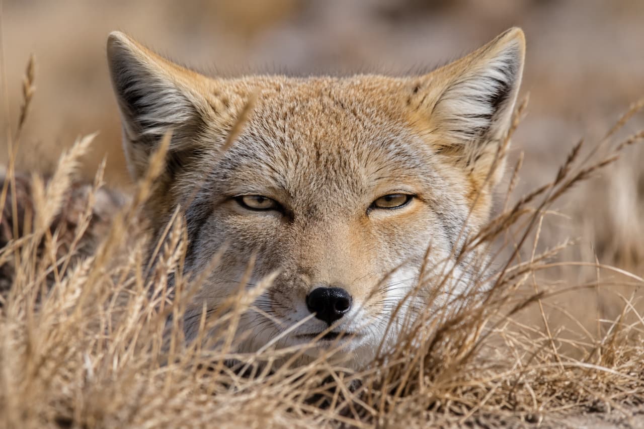 「「見られてる…？」枯れ草からのひょっこり感がたまらない🦊🍂 このジト目にキュンとしたらRT！ #チベスナ #野生の日常 #ひょっこり #チベットスナギツネ #野生動物」Ultra-realistic high-quality photograph, close-up of a Tibetan sand fox peeking through dry golden grass. Detailed texture of its thick fur, striking narrow eyes, and black nose in natural sunlight. 黄金色の枯れ草の隙間からこちらを見つめるチベットスナギツネの顔のアップ。細められた魅惑的なアーモンドアイ、黒い鼻、密度の高い毛並みの1本1本まで鮮明に捉えられた、生命力あふれる高画質画像