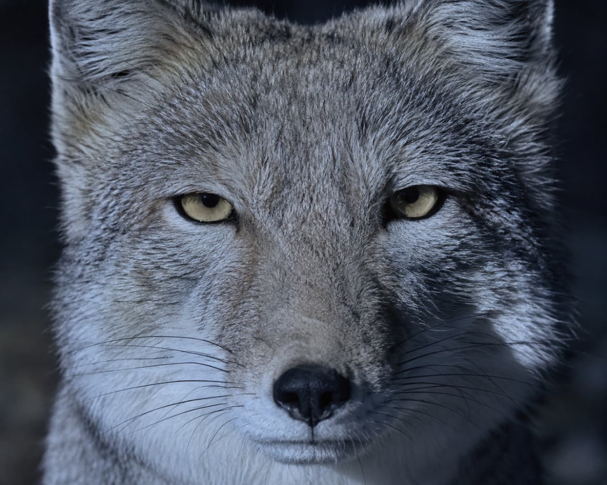「暗闇から見つめるクールな視線🌃🦊野生の厳しさと美しさを併せ持つ一枚です✨」Ultra-realistic high-quality close-up photograph of a Tibetan sand fox's face emerging from the dark night. Illuminated by cool, bluish light, the extreme details of its fur, sharp yet calm eyes, and delicate whiskers are vividly captured, exuding a mysterious and wild strength. 暗闇を背景に、青白い冷涼な光に照らし出されたチベットスナギツネの顔のドアップ写真。鋭くも静かな意志を感じさせる細い瞳、ピンと立った耳、そして鼻先の質感や一本一本のヒゲのディテールまでが克明に捉えられている。ミステリアスで野生動物の力強さを感じさせる一枚