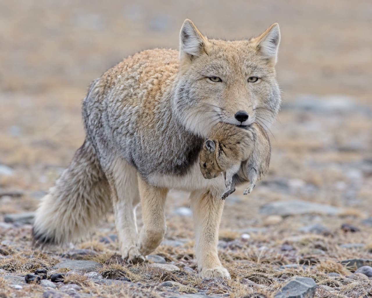 「大自然を生き抜く強さに惚れ惚れしちゃう…！🥺 狩りを成功させたチベットスナギツネのドヤ顔がたまらない🦊🔥 #チベットスナギツネ #野生動物 #奇跡の一枚」Ultra-realistic high-quality photograph of a Tibetan sand fox walking proudly with a pika in its mouth. The fox's distinctive square face, piercing narrow eyes, and fluffy winter coat are captured in exquisite detail against a blurred, barren landscape. 獲物のナキウサギを口にくわえ、荒涼とした大地を堂々と歩くチベットスナギツネ。特徴的な四角い顔立ちと切れ長の冷徹な瞳、ふっくらとした冬毛の質感が極めてリアルに描写されています。背景のぼやけた土と石が、過酷な自然環境のリアルな雰囲気を引き立てています