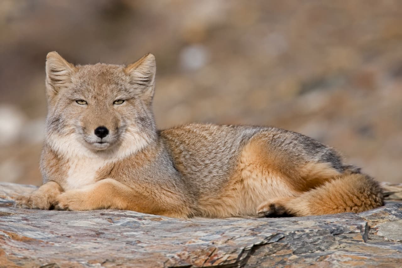 「岩のベッドでひとやすみ🦊💤 ちょっとクロスした前足がたまらなく可愛いと思いませんか？🐾 #もふもふ #チベットスナギツネ #リラックス #野生動物」Ultra-realistic high-quality photograph of a Tibetan sand fox resting elegantly on a flat, textured rock. Detailed display of its gray and pale orange coat, relaxed posture, and signature piercing gaze. ざらついた質感の岩の上に伏せてリラックスするチベットスナギツネ。前足を交差させるような上品なポーズ。背中の灰色と、お腹から足にかけての明るいオレンジがかった被毛のコントラスト、穏やかながらも鋭い眼差しが捉えられている
