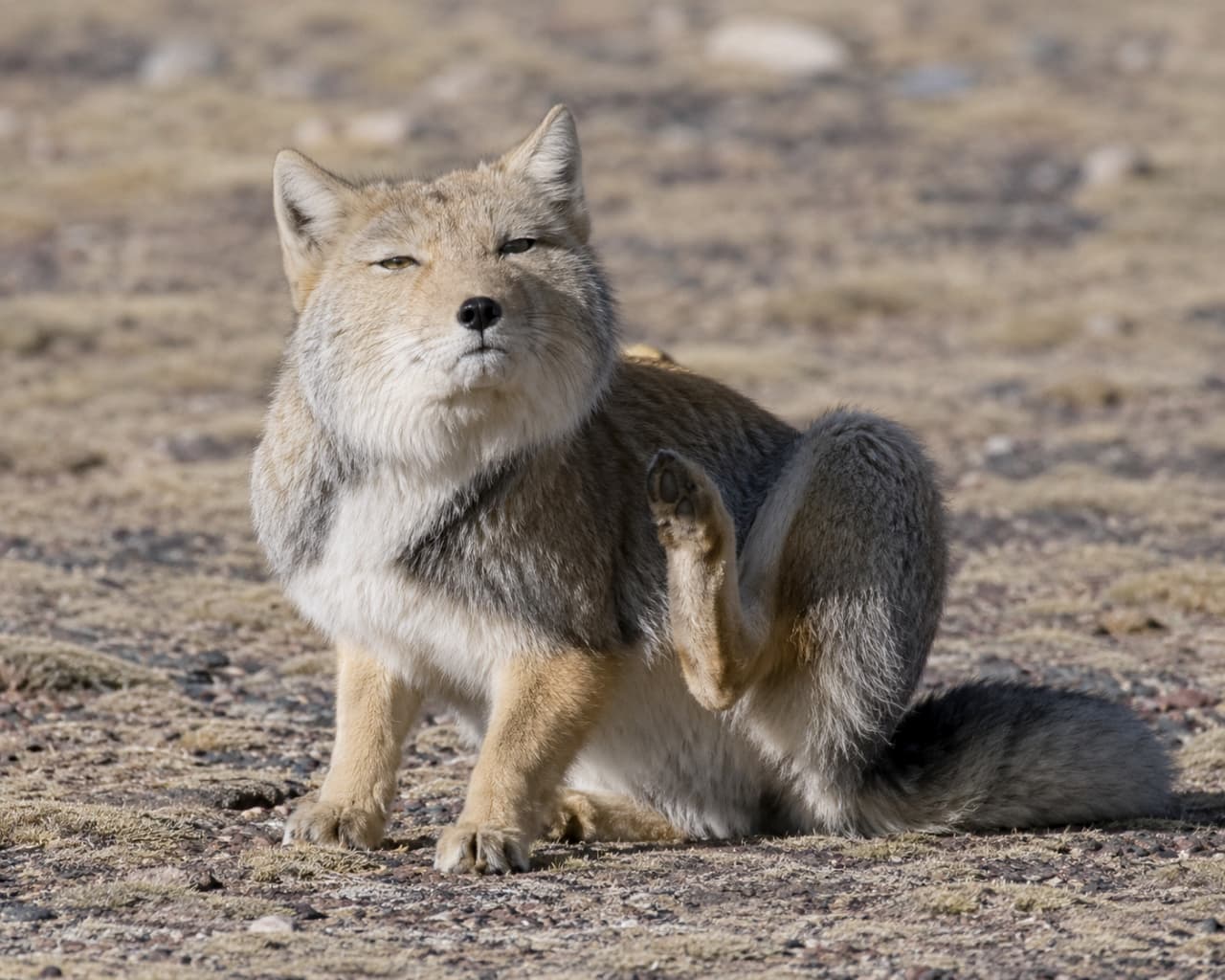 「体をカキカキしつつも、顔は絶対に崩さないスタイル😎✨チベットスナギツネの日常🦊🌿」Ultra-realistic high-quality photograph of a Tibetan sand fox sitting in a rocky, arid wilderness, lifting its hind leg to scratch itself. Despite the humorous pose, it maintains its signature calm and expressionless eyes. The earthy tones of the natural habitat perfectly blend with the fox's camouflage coat. 乾燥した岩とまばらな草が広がる荒野に座り、後ろ足を上げて首のあたりを掻こうとしているチベットスナギツネ。そのユーモラスなポーズとは裏腹に、顔は相変わらずの冷静で無表情な「ジト目」を保っている。自然の生息地らしいアースカラーの風景が、キツネの保護色と見事に調和している