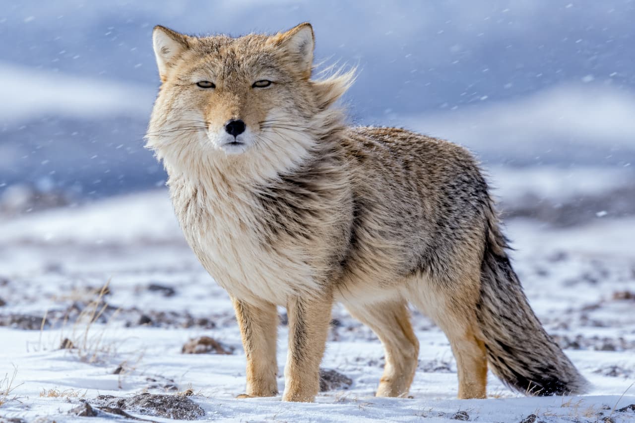 「吹雪になんか負けない！❄️ 風になびくモフモフの毛並みがカッコよすぎる…！🦊🔥 #雪景色 #野生の力強さ #チベットスナギツネ #野生動物」Ultra-realistic high-quality photograph of a Tibetan sand fox standing bravely in a blizzard. Thick winter fur blowing in the strong wind, detailed snowflakes, and a cold blue-gray background conveying raw wild nature. 激しい吹雪の中、強風に毛並みを煽られながらも力強く立つチベットスナギツネ。なびく冬毛の躍動感、雪の結晶のディテール、冷たいブルーグレーの背景が、厳しい自然環境とそれに耐えうるたくましさを表現している