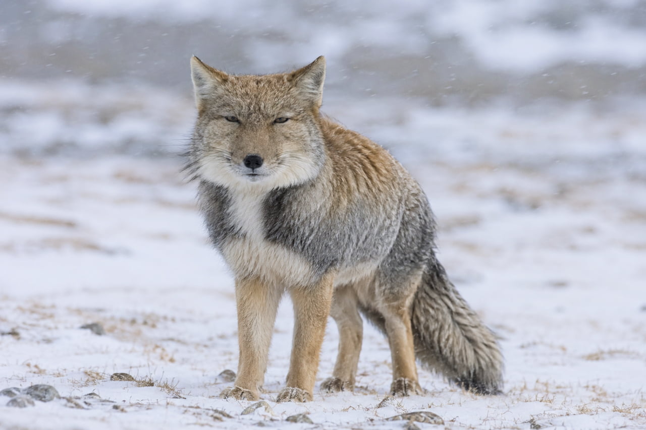 「雪の中でもブレないこの表情！🦊❄️ 悟りを開いたようなチベットスナギツネさんに思わずいいね👍 #チベットスナギツネ #野生動物 #雪景色」Ultra-realistic high-quality photograph of a Tibetan sand fox standing in a snowy field. Features its distinct square face, narrow eyes, and fluffy gray and tan winter coat against a softly blurred snowy background. 降雪する雪原に凛と立つチベットスナギツネ。特有の四角い顔立ちと細めたミステリアスな目、灰色と明るい茶色が混ざったモフモフの厚い冬毛が詳細に描写されている。寒さの中での力強さを感じる、白銀の背景が美しい高画質な写真