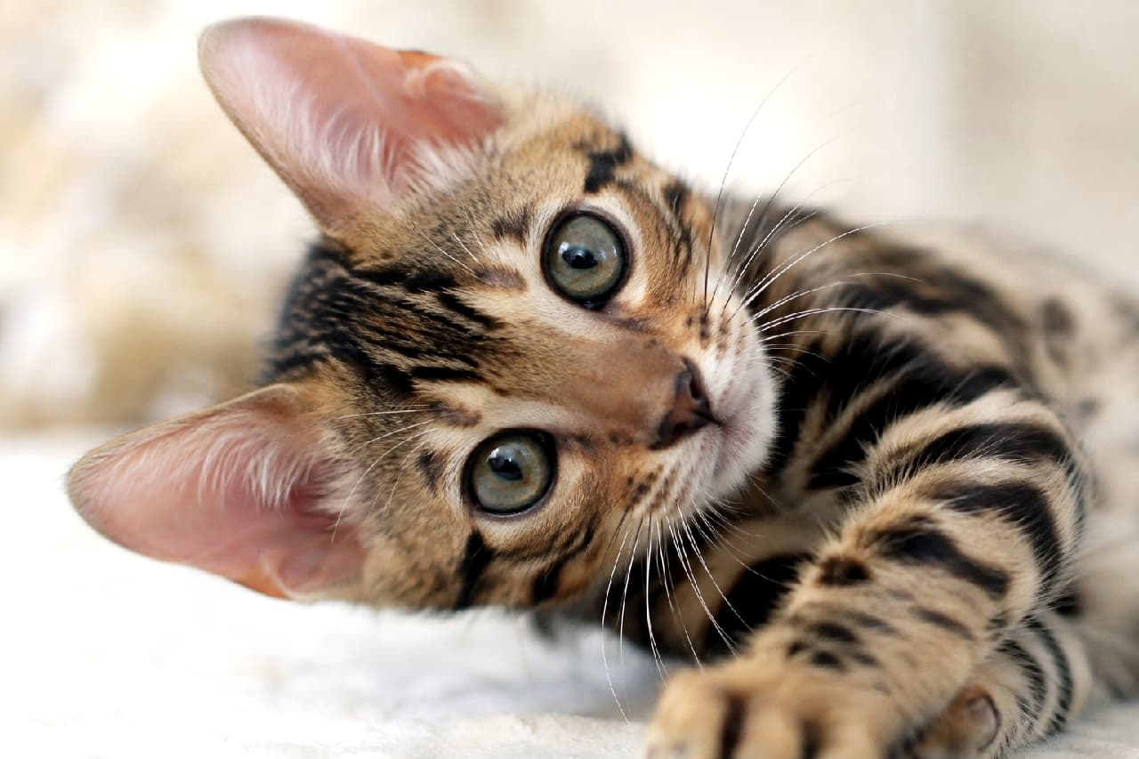 「全身ヒョウ柄の小さな王様🐆🔥 ベンガルちゃんの力強い眼差しと首傾げに、もう完敗です！😍🐾 #ベンガル #猫好き #好奇心 #子猫 #猫 #首傾げ #あざとい #猫のいる暮らし #癒やし #猫画像」Ultra-realistic high-quality photograph of a Bengal kitten resting on a white cloth, tilting its head sideways to gaze directly at the camera. Its brown coat is covered in vivid, powerful brown spotted tabby (rosette) markings. The kitten has a wild expression with large, curious eyes. Soft natural light catches the gloss of its fur, realistically portraying its smooth, muscular texture. Shallow depth of field. 白い布の上でリラックスしたポーズから、首を傾げてカメラをじっと見つめるベンガル型の子猫。ブラウンの被毛には、鮮やかで力強いブラウンスポテッドタビー（ロゼット）模様が全身に広がっている。野生味あふれる表情と、好奇心に満ちた大きな瞳が印象的。自然光が被毛の光沢を捉え、滑らかで筋肉質な質感がリアルに表現されている。浅い被写界深度