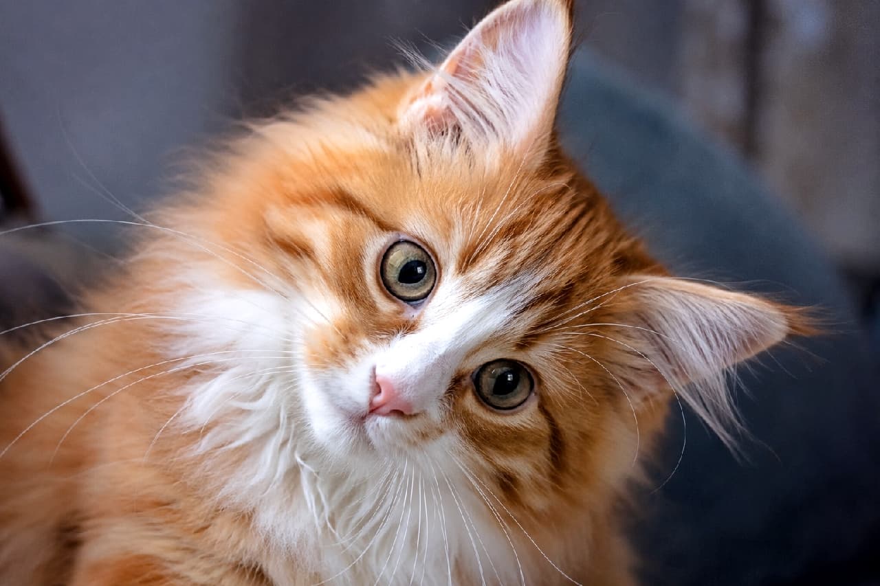 「一緒に遊んでくれる？🥺✨ 鮮やかなオレンジヘアが眩しい子猫の首かしげアピールにメロメロ！🐾🧡 #ノルウェージャンフォレストキャット #モフモフ #猫好き #好奇心 #子猫 #猫 #首傾げ #あざとい #猫のいる暮らし #癒やし #猫画像」Ultra-realistic high-quality close-up photograph of a majestic yet playful Norwegian Forest Cat kitten with vibrant red tabby and white fur. Tilting its head sideways with pure innocence, the kitten features stunning eyes, prominent ear tufts, and a white blaze. Shot with soft natural lighting and a shallow depth of field against a dark background. 豊かな飾り毛と鮮やかなレッドタビー＆ホワイトの被毛を持つ、ノルウェージャンフォレストキャットの子猫のクローズアップ写真。ダークグレーのシックな背景に対して、子猫が好奇心いっぱいに首を大きく傾け、カメラを真っ直ぐに見上げています。耳の先のふさふさとした毛（リンクスティップ）や、鼻筋を通る美しいホワイトのブレーズ、透き通るような瞳が、自然光を浴びて神々しいほどに克明に描写されています