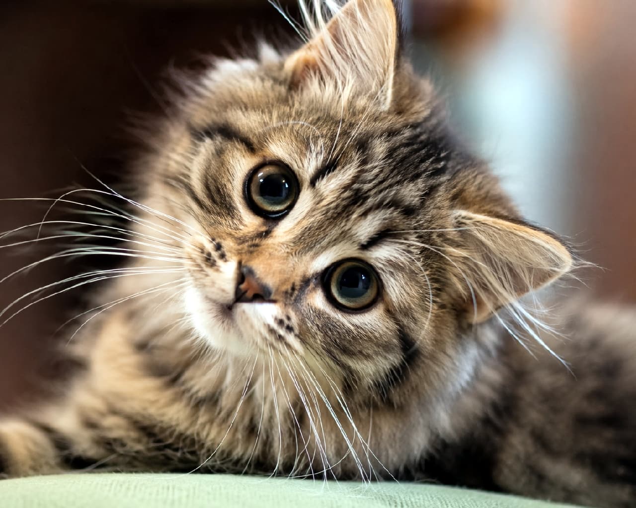 「なにそれ、おいしいの？🐈💭 ゴージャスなブラウンタビー子猫の不思議顔がたまらない！ #サイベリアン #モフモフ #猫好き #好奇心 #子猫 #猫 #首傾げ #あざとい #猫のいる暮らし #癒やし #猫画像」Ultra-realistic high-quality photograph of a fluffy Siberian kitten with brown tabby fur, resting on a soft green cushion. The kitten tilts its head with a deeply curious and innocent expression, showcasing striking large eyes and long white whiskers. Beautifully captured with soft natural lighting and a shallow depth of field. 温かみのある室内を背景に、ふかふかとしたグリーンのクッションの上でくつろぎながら首を傾げるサイベリアンの子猫の超高画質ポートレート。ゴージャスでボリュームたっぷりのブラウンタビーの被毛が美しく解像し、長く伸びた白いお髭と、アイラインを引いたような深い色合いの大きな瞳が印象的です。浅い被写界深度により背景が美しくボケ、子猫の好奇心旺盛な表情が立体的に際立っています
