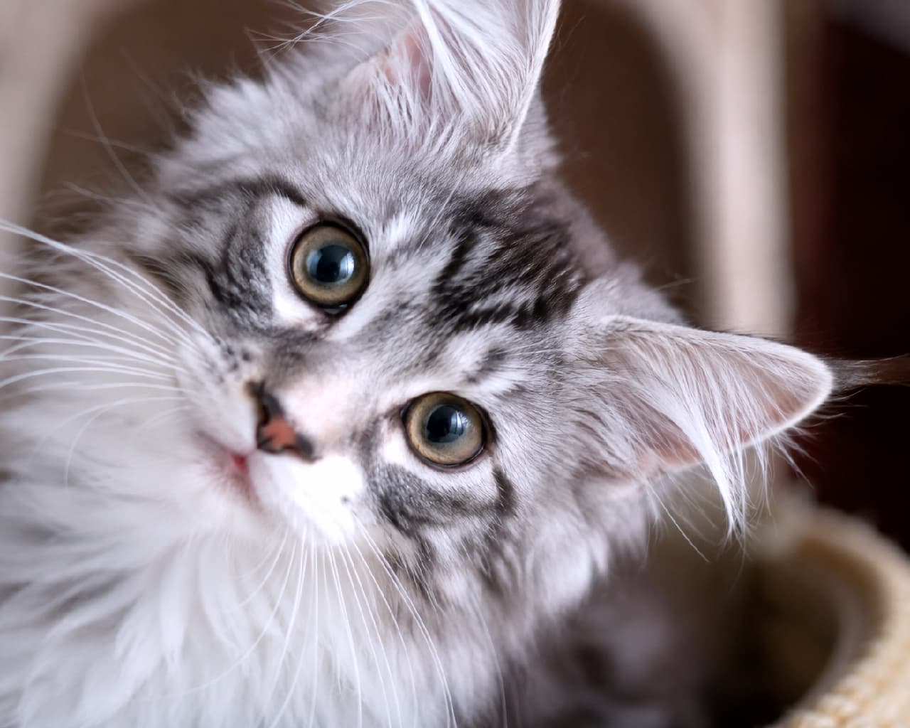 「シルバーの毛並みに大きな瞳🐈❄️ メインクーンちゃんの気品あふれる首傾げに、もう言葉を失います！😍🐾 #メインクーン #猫好き #好奇心 #子猫 #猫 #首傾げ #あざとい #猫のいる暮らし #癒やし #猫画像」Ultra-realistic high-quality photograph of a Maine Coon kitten looking intently from a cat tree bed, tilting its head sideways. Its silver tabby and white coat realistically portrays the volume and delicate texture of a longhair breed. Features include large ears with ear tufts and large, clear, jewel-like eyes filled with curiosity and intelligence. Beautiful silver gloss under natural light and a gentle bokeh background. キャットタワーのベッドから、首を傾げてカメラをじっと見つめるメインクーンの子猫。シルバータビーとホワイトの被毛が複雑に混ざり合い、長毛種のボリューム感と繊細な質感がリアルに描写されている。大きな耳にはタフト（房毛）があり、宝石のように澄んだ大きな瞳は好奇心と知性を感じさせる。自然光の下でのシルバーの光沢が美しく、背景が優しくボケている