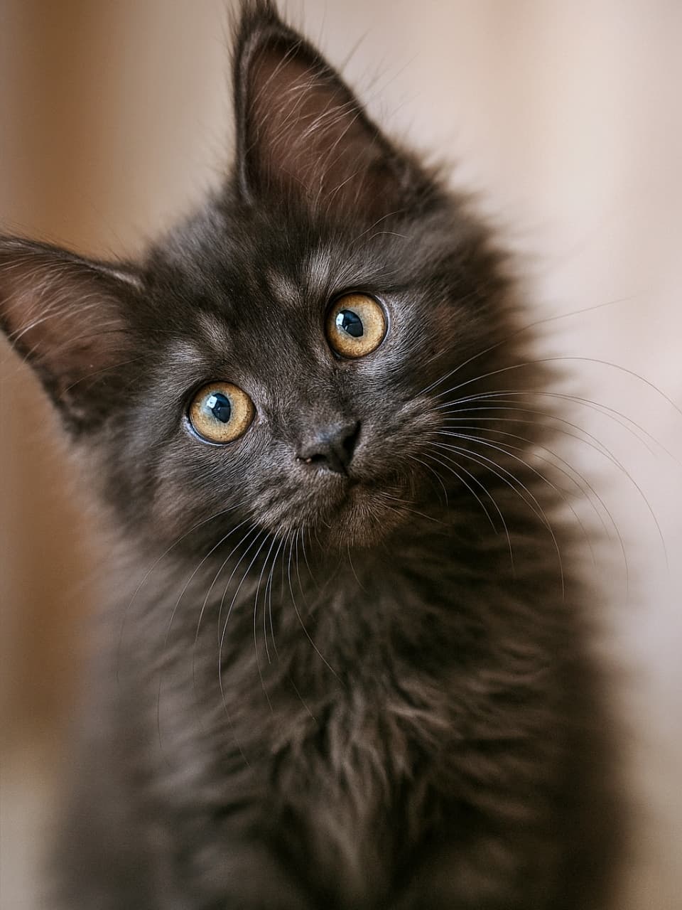 High-resolution close-up of a playful Maine Coon kitten with black smoke fur, face tilted sideways, big curious eyes, soft natural lighting, shallow depth of field, photorealistic. 高解像度のクローズアップ。ブラックスモークの毛並みを持つメインクーンの子猫が顔を横に傾け、無邪気で大きな瞳を輝かせている。自然光と浅い被写界深度でフォトリアルに描写