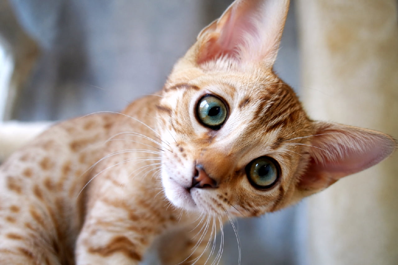 「シナモン色のヒョウ柄🐆✨ オシキャットちゃんの野生味と可愛さのギャップに、もうメロメロ！😍🐾 #オシキャット #猫好き #好奇心 #子猫 #猫 #首傾げ #あざとい #猫のいる暮らし #癒やし #猫画像」Ultra-realistic high-quality photograph of an Ocicat kitten leaning from a scratching post, tilting its head deeply. Its cinnamon coat features beautiful, clear spotted tabby (leopard-like) markings. The kitten’s large, exotic-shaped eyes are clear green, expressing curiosity and intelligence. Its prominent ears and the realistic texture of its fur under natural light are captured flawlessly. Shallow depth of field. キャットタワーのような場所から身を乗り出し、深く首を傾げてカメラを見つめるオシキャットの子猫。シナモンカラーの被毛に、鮮明なスポテッドタビー（ヒョウ柄）模様が美しく映えている。エキゾチックで少し切れ上がった大きな瞳は、透き通るようなグリーンで、好奇心と知性を感じさせる。大きな耳が印象的で、自然光の下でのリアルな質感描写が素晴らしい