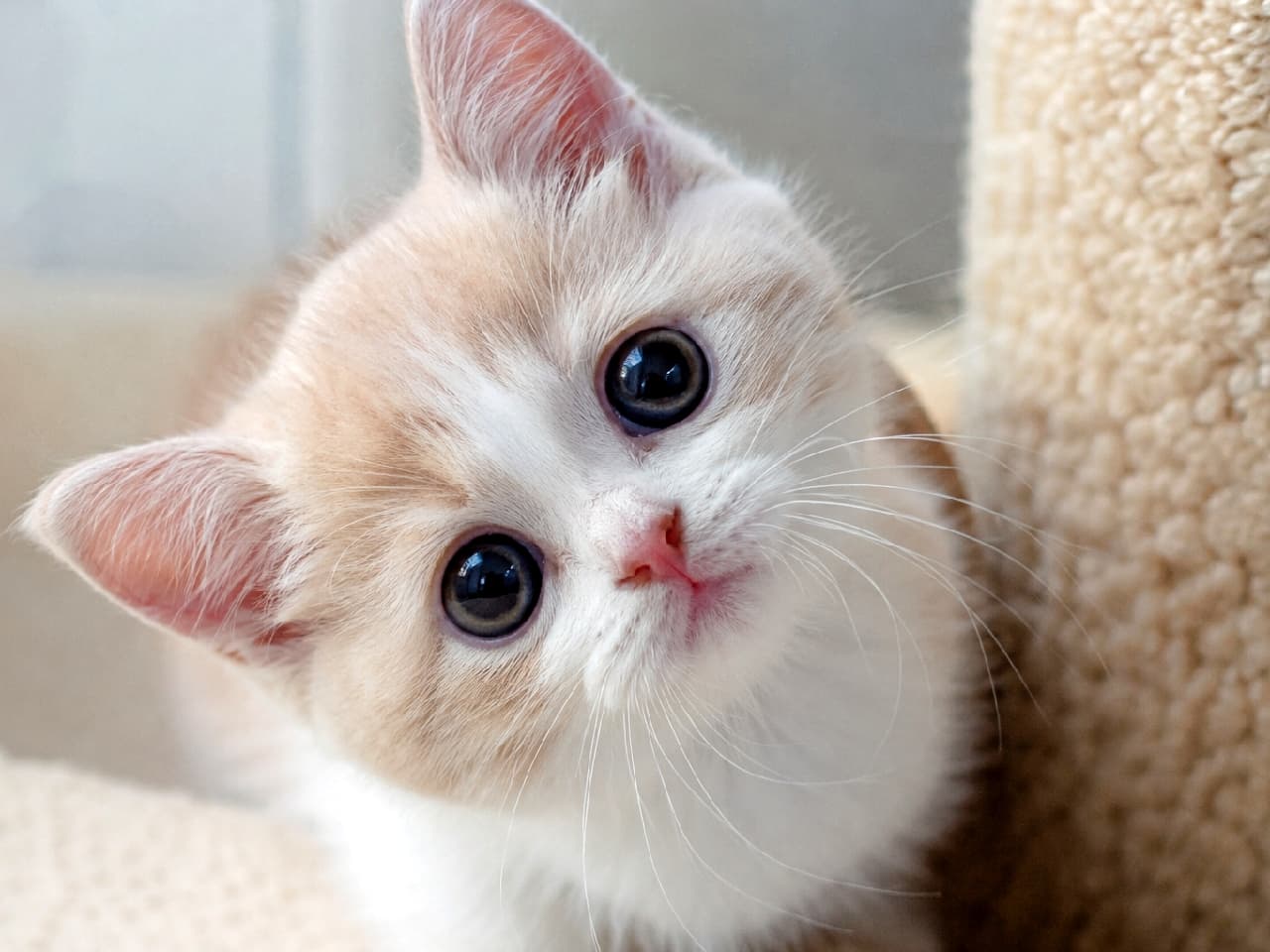 「えっ、呼んだ？🐾 クリーム＆ホワイトのふんわり子猫の「首かしげ」にキュン死確定😍 いいねでモフモフしてね👇✨ #子猫 #猫 #首傾げ #あざとい #猫のいる暮らし #癒やし」Ultra-realistic high-quality photograph of a playful Munchkin kitten with soft cream and white fur. The kitten is tilting its head sideways with curiosity and innocence, peeking out from beside a fluffy scratching post. Features adorable big round eyes, a tiny pink nose, soft natural lighting, and a shallow depth of field. 柔らかな自然光に包まれた、クリーム＆ホワイトの毛色を持つマンチカンの子猫のクローズアップ写真。キャットタワーのようなふんわりとした質感の背景の横から、顔をひょっこりと覗かせて可愛らしく首を傾げています。ビー玉のように丸くて大きなくりくりの瞳、小さなピンクの鼻、そしてあどけない無垢な表情が、見る人の心を惹きつける魅惑的な一枚
