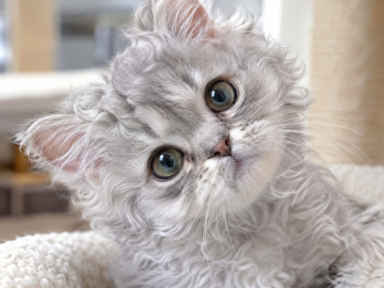 「くるくるパーマのシルバーヘアがおしゃれすぎる🐈⬛ ずっと見つめていたくなる不思議そうな表情が最高です✨ #セルカークレックス #猫好き #好奇心 #子猫 #猫 #首傾げ #あざとい #猫のいる暮らし #癒やし #猫画像」Ultra-realistic high-quality close-up photograph of a playful Selkirk Rex kitten with a silver shaded coat. The kitten tilts its head deeply with innocence, highlighting its distinctive curly, sheep-like fur and large expressive eyes. Captured with soft natural lighting and a shallow depth of field against a fluffy background to emphasize the three-dimensional texture of the curls. 柔らかな自然光に包まれた、シルバーシェーデッドのセルカークレックスの子猫のクローズアップ写真。品種最大の特徴である、羊のようにくるくるとカールした豊かな巻き毛が非常に緻密に描写されています。キャットタワーのようなふわふわした背景の中で深く首を傾げ、宝石のように澄んだ大きな瞳で無邪気に見つめる表情が印象的です。浅い被写界深度が巻き毛の立体感をさらに際立たせています