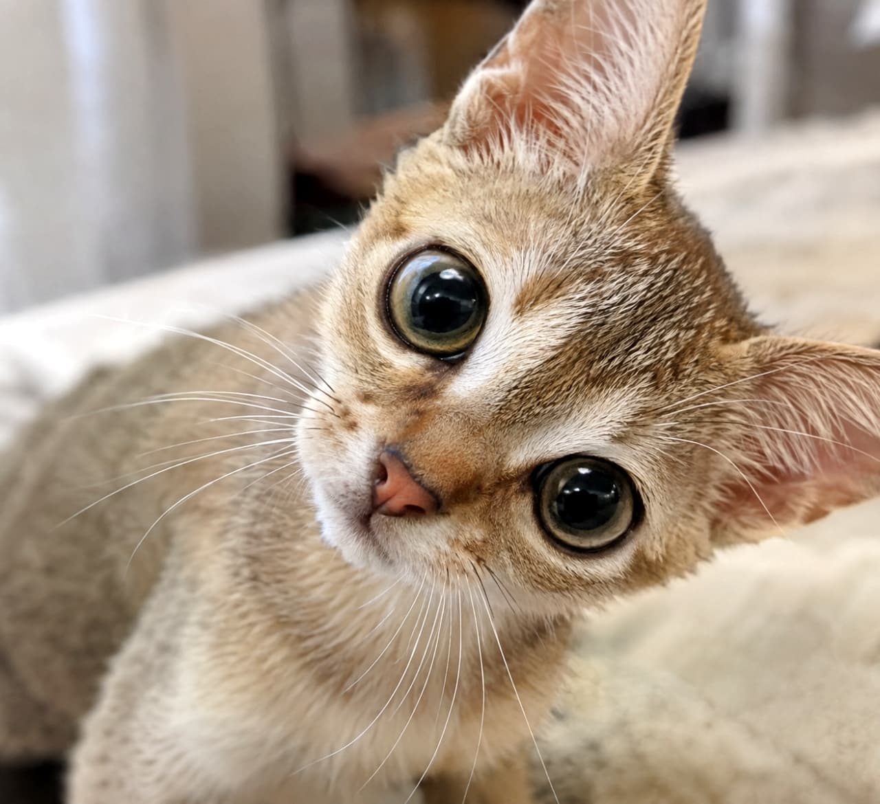 「小さな体に大きなお耳と瞳🐱✨ セピアカラーのシンガプーラちゃんが見せる好奇心100%の表情が可愛すぎる! #シンガプーラ #猫好き #好奇心 #子猫 #猫 #首傾げ #あざとい #猫のいる暮らし #癒やし #猫画像」Ultra-realistic high-quality photograph of a playful Singapura kitten with sepia agouti fur. The naturally small-framed kitten tilts its head sideways with intense curiosity, showcasing its notably large ears and striking, eyeliner-rimmed almond eyes. Soft natural lighting and a shallow depth of field highlight the fine ticking of its short, sleek coat. 世界最小の猫種らしい華奢な骨格を持つ、セピアアグーティの毛色のシンガプーラの子猫のクローズアップ。アイラインを引いたようなアーモンド型の大きな瞳と、額のM字マーク、そして1本の毛に複数の色が入るティッキング(アグーティ)の細やかな質感が極めてリアルです。大きく首を傾げた好奇心旺盛な表情が、明るい自然光の中で鮮明に捉えられています