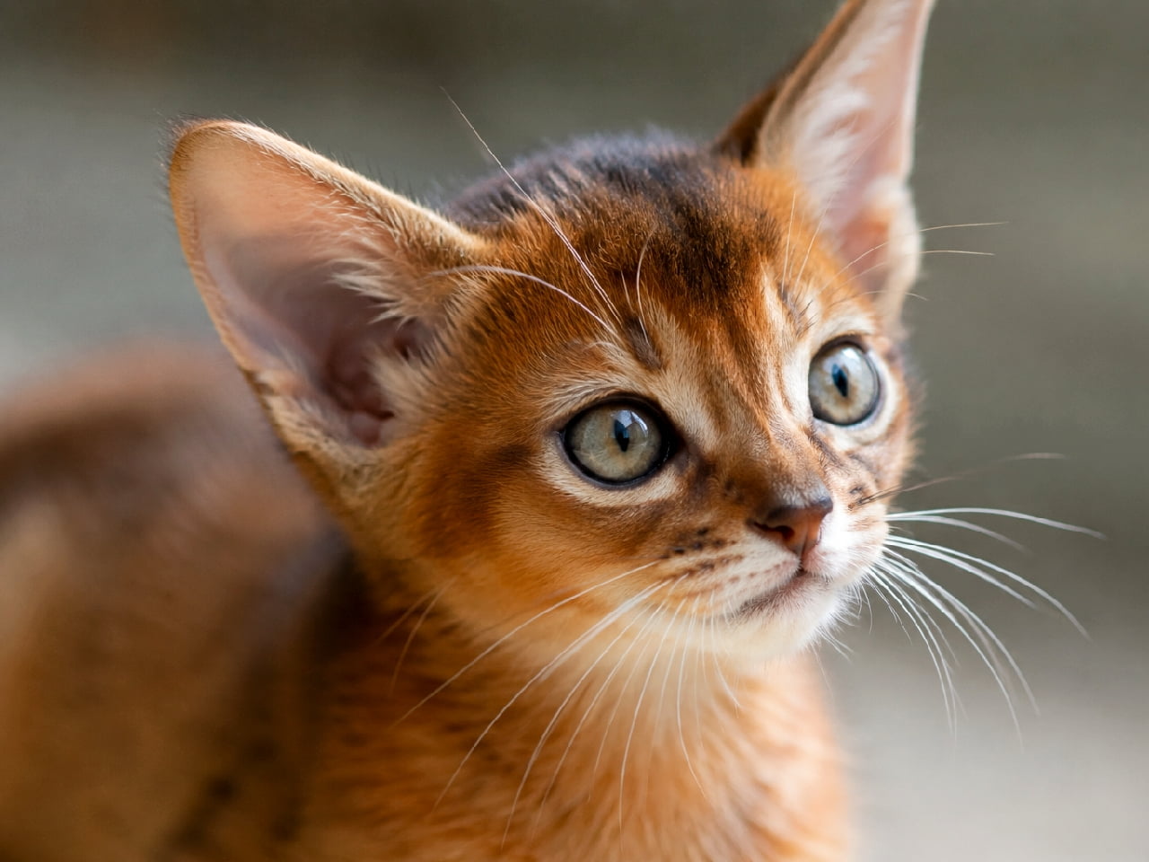 「「なにこれ!おもしろそうにゃ!」😽 ルディのティックドタビーが美しい、アビシニアンの子猫ちゃん💖 #アビシニアン #猫部 #猫好きさんと繋がりたい #猫のいる暮らし」Ultra-realistic high-quality photograph, close-up of an Abyssinian kitten with warm ruddy (ticked tabby) fur. It gazes upward with large amber eyes, a slightly open mouth, expressing curiosity. The texture of its ticked fur and large ears are rendered in sharp detail. 温かみのあるルディ(ティックドタビー)の被毛を持つアビシニアンの子猫を捉えた、最高画質のクローズアップ写真。琥珀色の大きな瞳で斜め上を見つめ、小さな口を少し開けて何かを発見したような、好奇心にあふれる表情をしています。大きな耳と、ティックド模様の質感が鮮明です