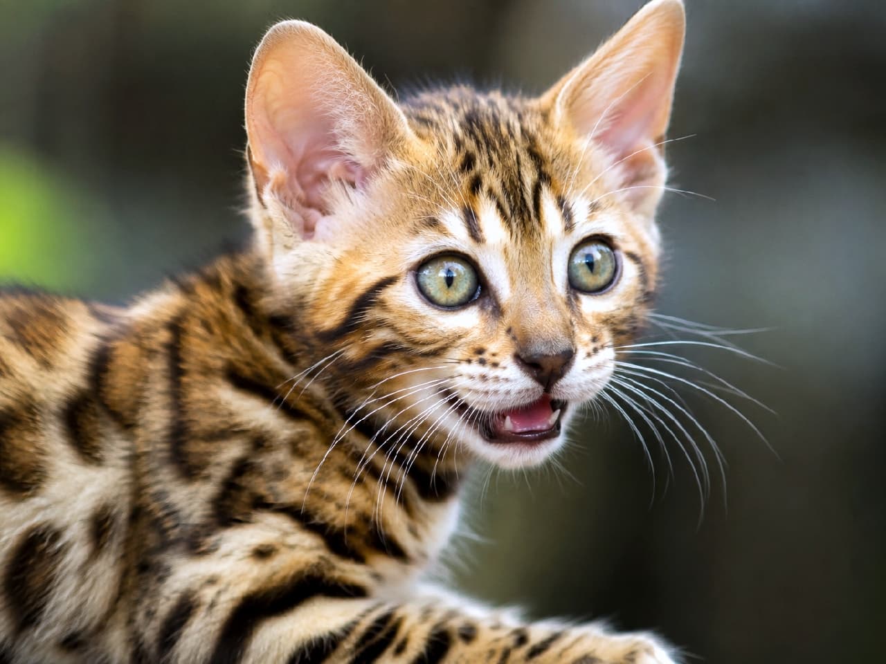 「「にゃおーん!」と元気なご挨拶🐆🔥 小さなヒョウみたいなカッコよさと、あどけない表情のギャップ萌え💘 #ベンガル猫 #豹柄 #猫好きさんと繋がりたい」Professional, high-resolution portrait of a Bengal kitten featuring striking brown marble and rosette patterns. The kitten has a lively, wild expression with its mouth open as if meowing loudly, looking actively to the right. The soft natural light enhances the sleek, exotic fur, while a lush green blurred bokeh background gives the image an adventurous, nature-inspired feel. 野生味あふれるベンガルの子猫を捉えた超高画質なポートレート写真。ブラウンマーブル(ロゼット)の美しい豹柄模様がはっきりと見て取れます。口を大きく開けて元気いっぱいに鳴きながら斜め下を見つめる、躍動感のある一瞬を切り取っています。背景の自然なグリーンのボケ味が、ジャングルのようなアウトドアの雰囲気を演出し、被毛の美しさを引き立てています