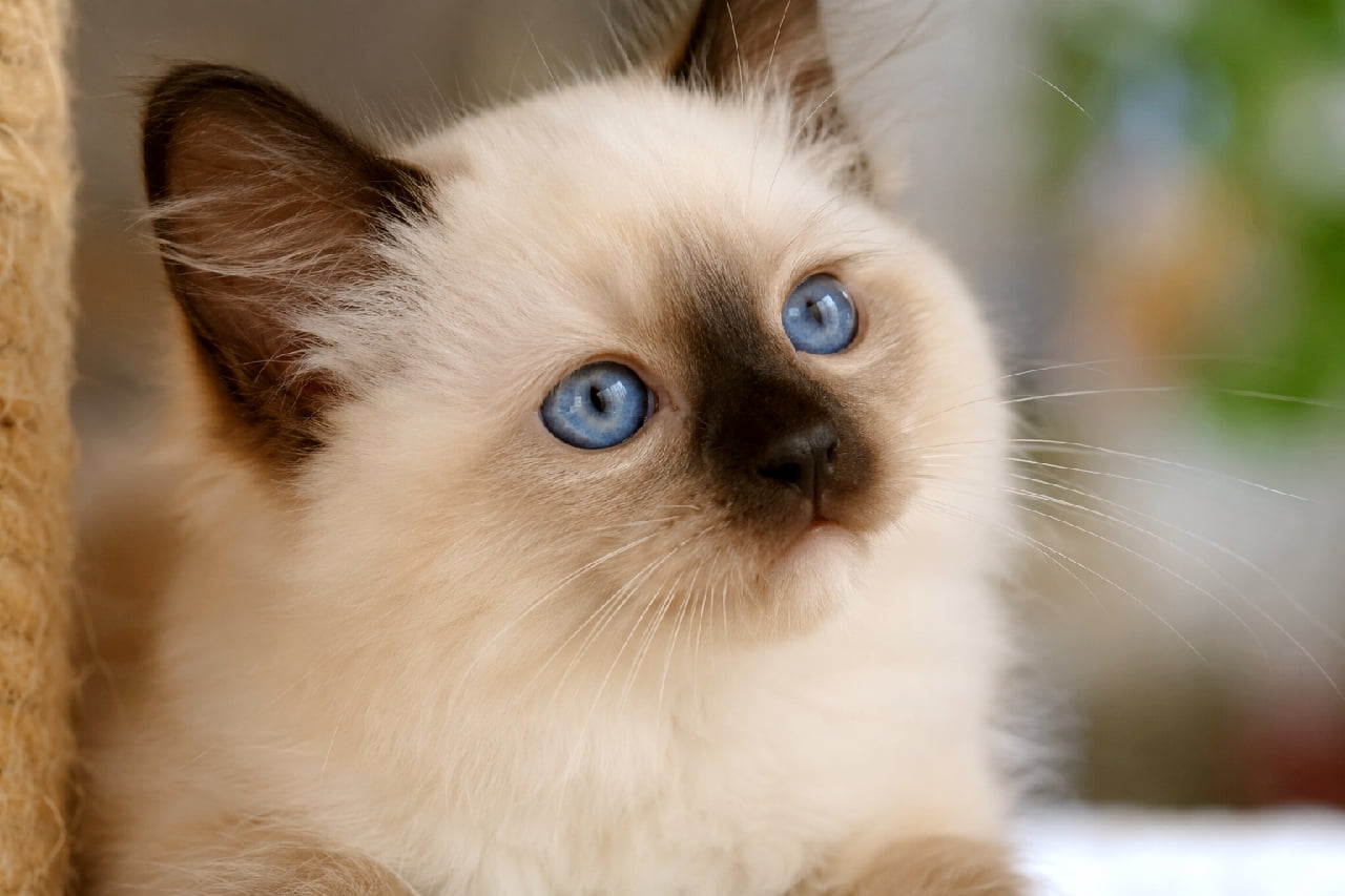 「宝石みたいなブルーの瞳に吸い込まれそう…🥺💎 チョコレート色のお鼻がキュートなバーマンの子猫ちゃん🍫✨ #バーマン #もふもふ #猫好きさんと繋がりたい #猫のいる暮らし」Ultra-realistic high-quality photograph, close-up of a Birman kitten with a creamy coat and chocolate point markings. The kitten gazes upward with mesmerizing sapphire blue eyes, featuring delicate whiskers illuminated by soft natural light against a smoothly blurred background. 柔らかい自然光に照らされたバーマンの子猫の超高画質クローズアップ写真。チョコレートポイントの濃いブラウンが鼻先や耳に入り、クリーミーでふわふわな被毛とのコントラストが絶妙です。吸い込まれるような美しいサファイアブルーの瞳で斜め上をうっとりと見つめており、長いヒゲがなめらかなボケ味の背景に美しく映えています