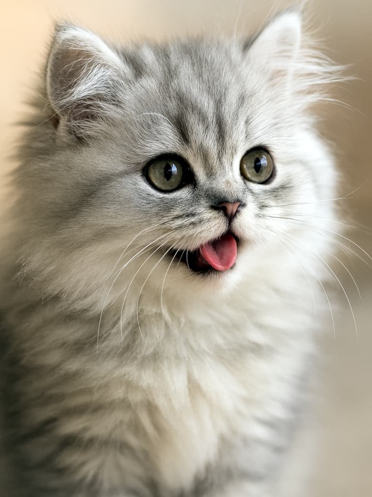 ✨ふわふわシルバーの妖精、遊び心いっぱいのペルシャ子猫が登場!💫Close-up of a Chinchilla Silver Persian kitten with playful expression, soft natural light, bokeh background. チンチラシルバーのペルシャ子猫のクローズアップ。遊び心ある表情、自然光、背景は美しいボケ