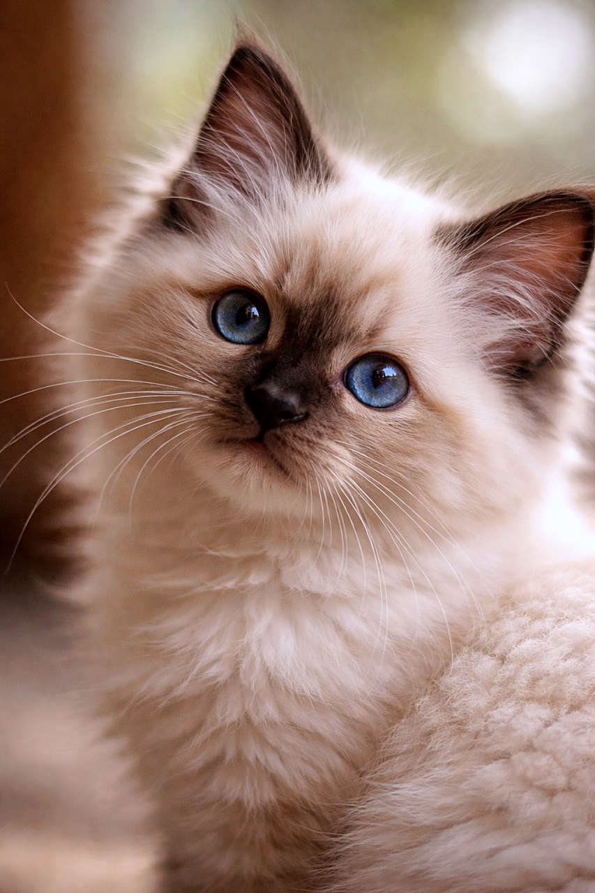 「青い瞳がたまらない、ふわもこ天使バーマン子猫、見つめてくる破壊力がすごい🐾✨」A realistic close-up photo of a chocolate point Birman kitten with blue eyes, fluffy fur, and delicate whiskers, captured at a 45-degree angle in soft natural light with a blurred bokeh background. 柔らかな自然光の中、45度の角度から撮影された、青い瞳とふわふわの毛並み、繊細なひげが特徴のチョコレートポイントのバーマン子猫のリアルな接写写真