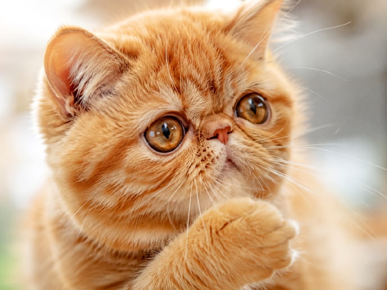 「「えっ、ぼくのこと呼んだ?」🐾 ぺちゃ顔とおててがたまらなく愛おしいエキゾチックショートヘアちゃん🧡 #エキゾチックショートヘア #ぶさかわ猫 #猫好きさんと繋がりたい #猫のいる暮らし」Ultra-realistic high-quality macro photograph of an Exotic Shorthair kitten with vibrant red tabby fur. Featuring its signature flat face and large, round copper eyes, the kitten playfully holds its fluffy paw near its face, set against a beautifully blurred bokeh background. レッドタビーの鮮やかなオレンジ色の被毛を持つエキゾチックショートヘアの子猫の高解像度マクロ写真。特有の潰れたような愛嬌のある鼻と、大きく丸いコッパー(銅色)の瞳が特徴的です。ふんわりとした前足を顔の近くに寄せた遊び心のあるポーズで、背景の柔らかなボケが子猫の立体感とコミカルな可愛らしさを際立たせています
