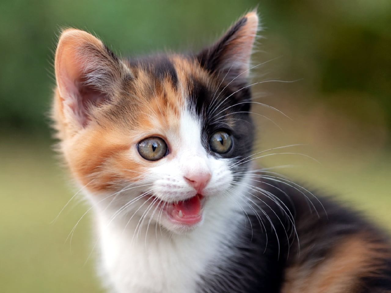「「ねえねえ、あそぼっ!」元気いっぱいな声が聞こえてきそうな三毛猫ちゃん📢🍀 お口を開けたお顔がたまらない💕 #ジャパニーズボブテイル #三毛猫 #猫好きさんと繋がりたい #猫のいる暮らし」Ultra-realistic high-quality photograph, close-up of a Japanese Bobtail kitten with a beautiful calico coat. The kitten is captured mid-meow with a lively expression, featuring large clear hazel-green eyes. Soft natural light enhances its fluffy fur against a smooth, vibrant green blurred bokeh background. 柔らかい自然光に包まれたジャパニーズボブテイルの子猫の超高画質クローズアップ写真。美しい三毛(ブラック、オレンジ、ホワイト)の被毛と、澄んだヘーゼルグリーンの大きな瞳が特徴です。口を大きく開けて元気いっぱいに鳴いている愛らしいポーズで、背景の美しいグリーンのボケ味が子猫の生き生きとした表情を引き立てています