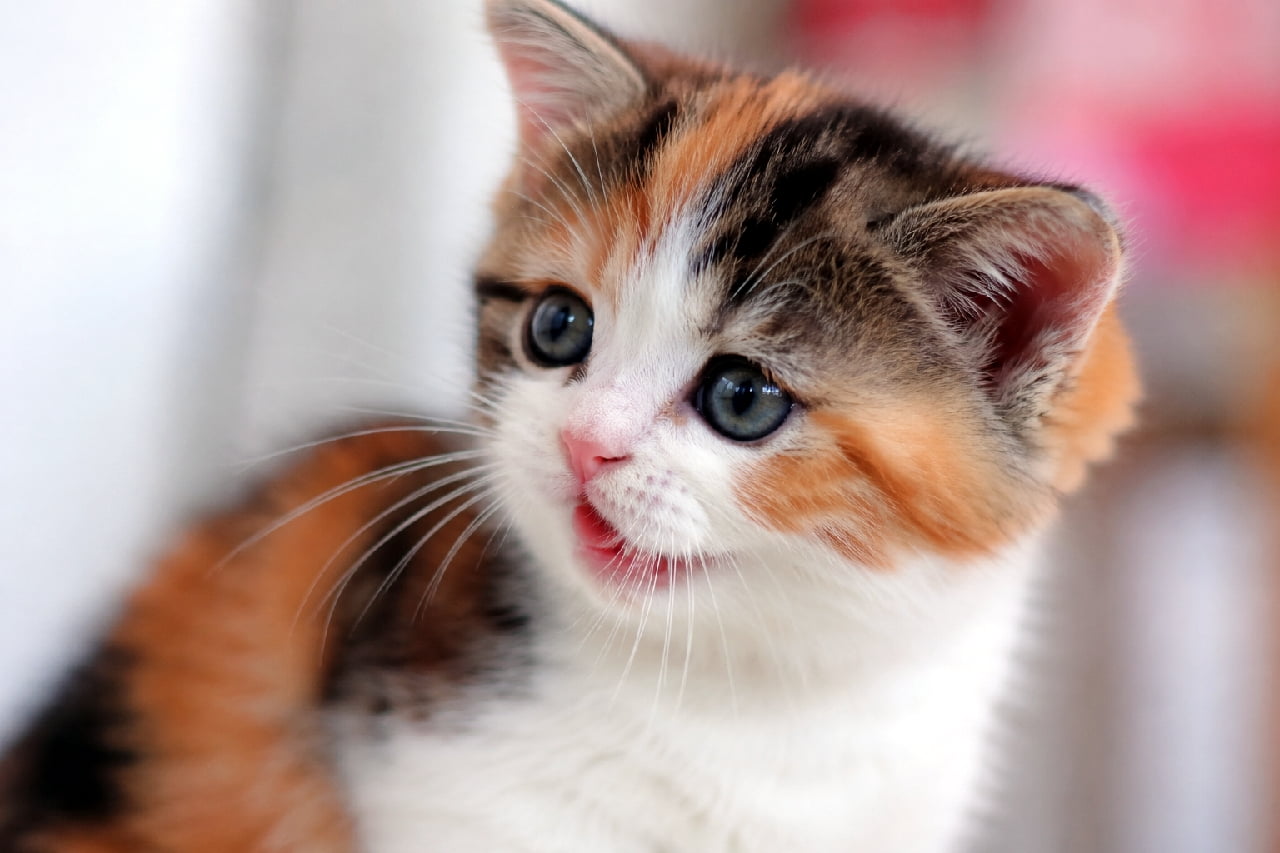 「「えっ、ほんとに!?」🙀💕 何かを見つけておめめまん丸な三毛猫ちゃん🐾 今日も好奇心フルスロットルでお届けします🚀✨ #マンチカン #三毛猫 #猫のいる暮らし」Ultra-detailed, realistic close-up photo of a Munchkin kitten with vibrant calico fur. Captured from a 45-degree angle, the kitten has mesmerizing blue-grey eyes and an incredibly curious expression with its mouth slightly open. Delicate whiskers are perfectly focused against a soft pink and white blurred bokeh background, creating a highly professional and enchanting composition. キャリコ(三毛)柄が美しいマンチカンの子猫の超高画質クローズアップ写真。黒、オレンジ、白の鮮やかな被毛と、吸い込まれるようなブルーグレーの丸い瞳が特徴的です。何かを発見したかのように口をぽかんと開けた好奇心旺盛な表情で、繊細なヒゲの1本1本まで鮮明に描写されています。背景にはふんわりとしたピンクと白のボケ味が広がり、被写体の愛らしさを引き立てています