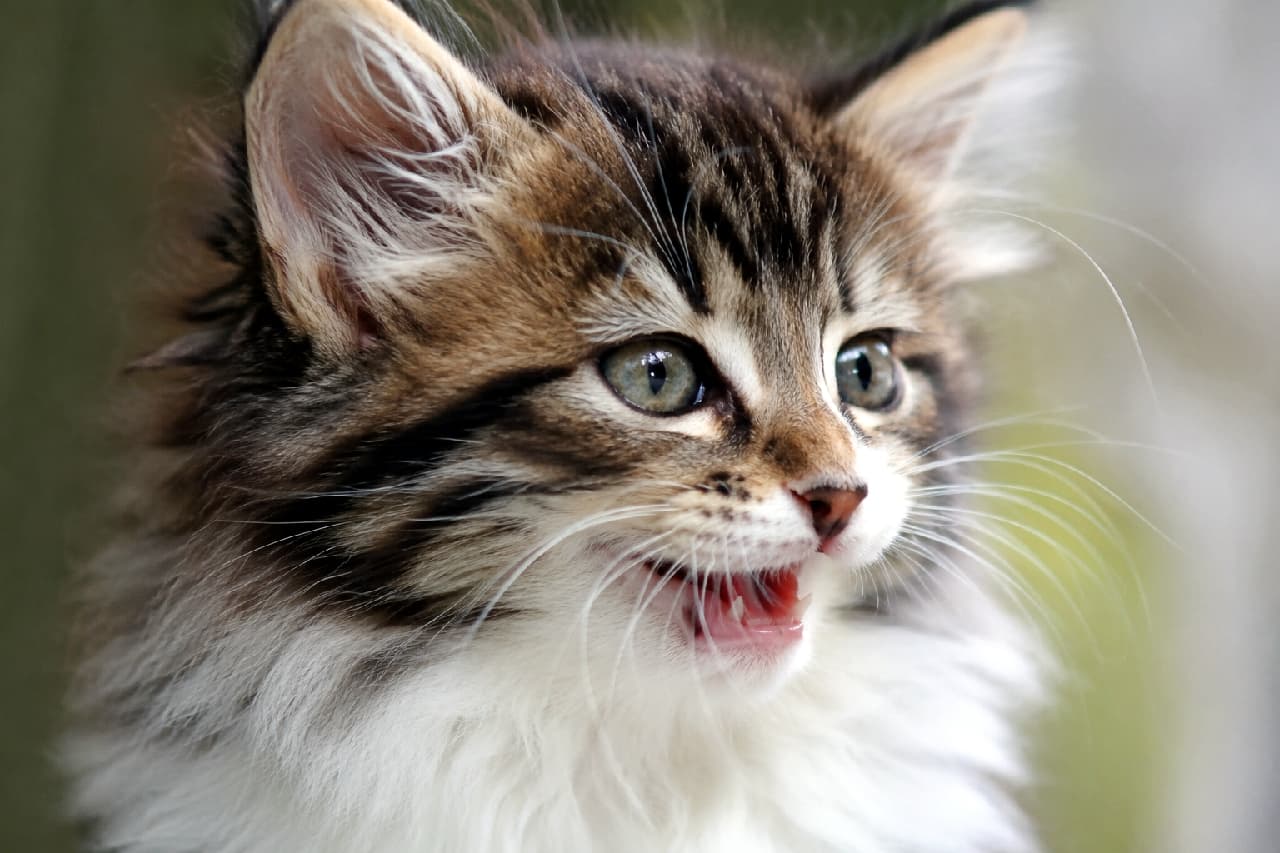 「「なにー?あそんでくれるの?」🐾 豊かなタビー模様と胸毛がゴージャス!ノルウェージャンフォレストキャットの子猫ちゃん💖 #ノルウェージャンフォレストキャット #もふもふ #長毛猫 #猫好きさんと繋がりたい #猫のいる暮らし」Ultra-realistic high-quality photograph, close-up of a Norwegian Forest Cat kitten with luxurious brown tabby and white fur. It gazes upward with greenish-amber eyes and a slightly open mouth, as if communicating. The fluffy white chest ruff contrasts with the distinct tabby markings against a softly blurred background. 豊かなブラウンタビー&ホワイトの被毛を持つノルウェージャンフォレストキャットの子猫を捉えた、最高画質のクローズアップ写真。緑がかった琥珀色の瞳で上をじっと見つめ、小さな口を少し開けて何かを訴えているような愛らしい表情を浮かべています。ふんわりとした白い胸毛と、鮮明なタビー模様が対比されています