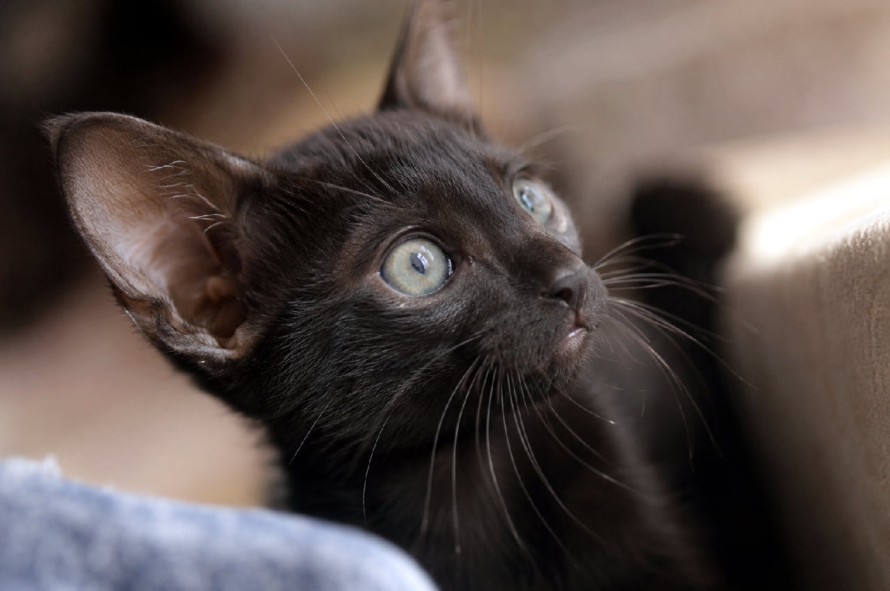 「シュッとしたお顔に大きなお耳がクールすぎ!🦇🖤 スタイリッシュな黒猫、オリエンタルショートヘアちゃん✨ #オリエンタルショートヘア #黒猫 #猫好きさんと繋がりたい #猫のいる暮らし」Ultra-realistic high-quality macro photograph of an Oriental Shorthair kitten with sleek ebony (black) fur. The image captures its distinct wedge-shaped head, oversized ears, and striking pale green eyes looking upward with intense curiosity. The glossy black coat contrasts beautifully with the soft, blurred background. エボニー(漆黒)の被毛を持つオリエンタルショートヘアの子猫の超リアルなクローズアップ写真。滑らかで艶やかな短い黒毛、極端に大きな耳、そしてくさび型のシャープな顔立ちが際立っています。淡いペールグリーンの大きな瞳で斜め上を鋭く見つめており、クールでスタイリッシュな魅力に溢れた一枚