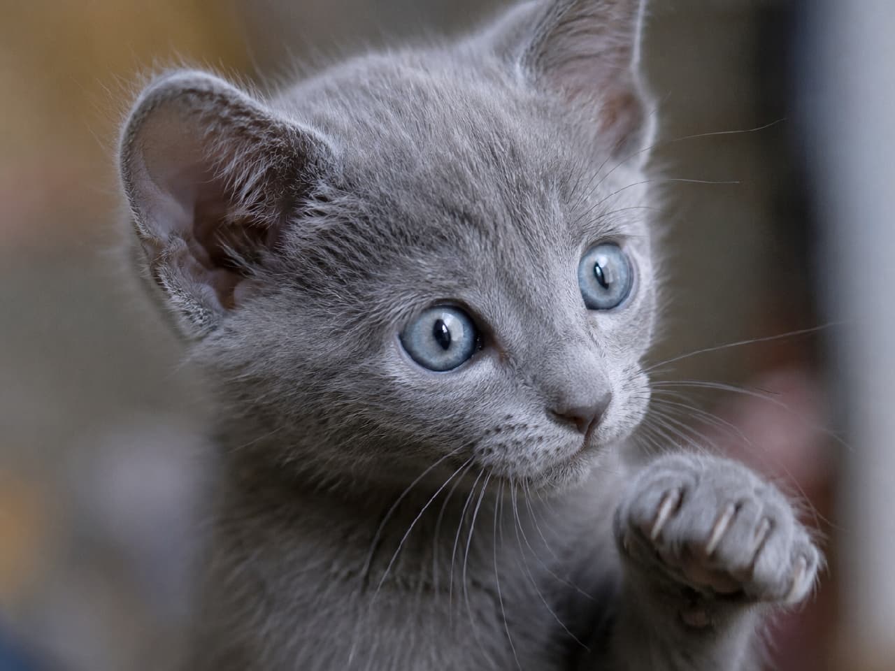 「「あっ、それなに?」👀 好奇心旺盛なロシアンブルーの子猫ちゃん!鮮やかなブルーの瞳に吸い込まれそう💖 #ロシアンブルー #猫好きさんと繋がりたい #猫のいる暮らし」Ultra-realistic high-quality photograph, macro shot of a Russian Blue kitten with smooth, short grey fur. It has striking vivid blue eyes, looking upwards. One paw is slightly raised, showing curiosity. The kitten's face with its distinct characteristics is beautifully illuminated by soft natural light. 滑らかで短い灰色の被毛を持つロシアンブルーの子猫の超高画質クローズアップ写真。吸い込まれるような鮮やかなブルー(緑がかったブルー)の瞳で上を見つめ、前足を少し上げて好奇心を示しているポーズです。短い鼻と整った顔立ちが、柔らかい自然光の下で美しく際立っています