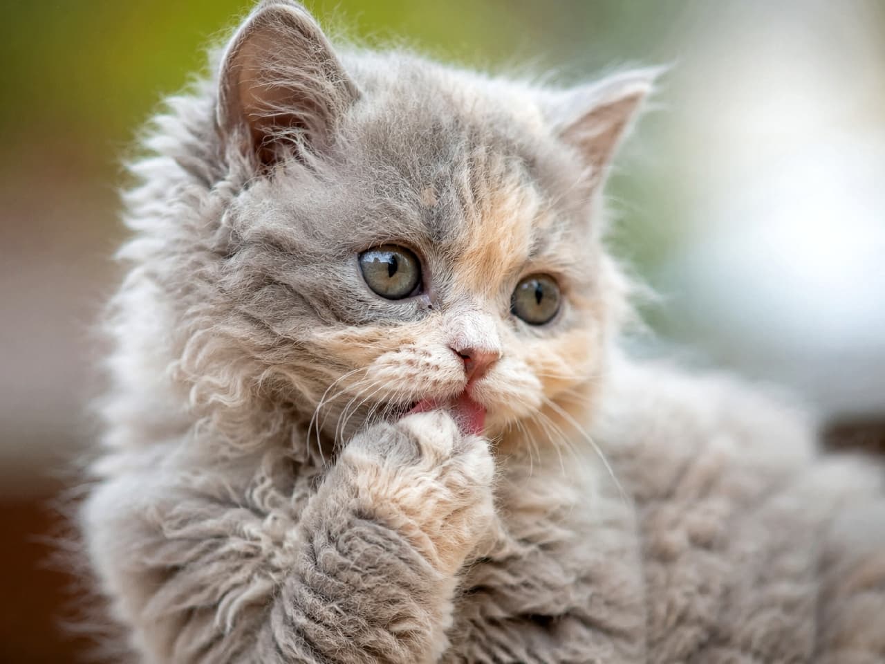 「おててをペロリ🐾👅 くるくるもふもふの毛並みと、あどけない表情がたまらないセルカークレックスちゃん🥺✨ #もふもふ部 #セルカークレックス #巻き毛猫 #猫好きさんと繋がりたい #猫のいる暮らし」Ultra-realistic high-quality macro photograph of a Selkirk Rex kitten with curly blue-cream fur. It features large round eyes and is adorably licking its fluffy paw with a tiny pink tongue, set against a beautifully soft and blurred natural background. ブルークリームの巻き毛が特徴的なセルカークレックスの子猫の超リアルなマクロ写真。丸くて大きなオリーブ色の瞳で右方向を見つめながら、ふんわりとした前足を顔の近くに寄せ、小さなピンク色の舌で肉球をペロリと舐める愛らしい瞬間を捉えています。自然光が巻き毛の質感を強調し、柔らかなボケ味の背景に溶け込んでいます