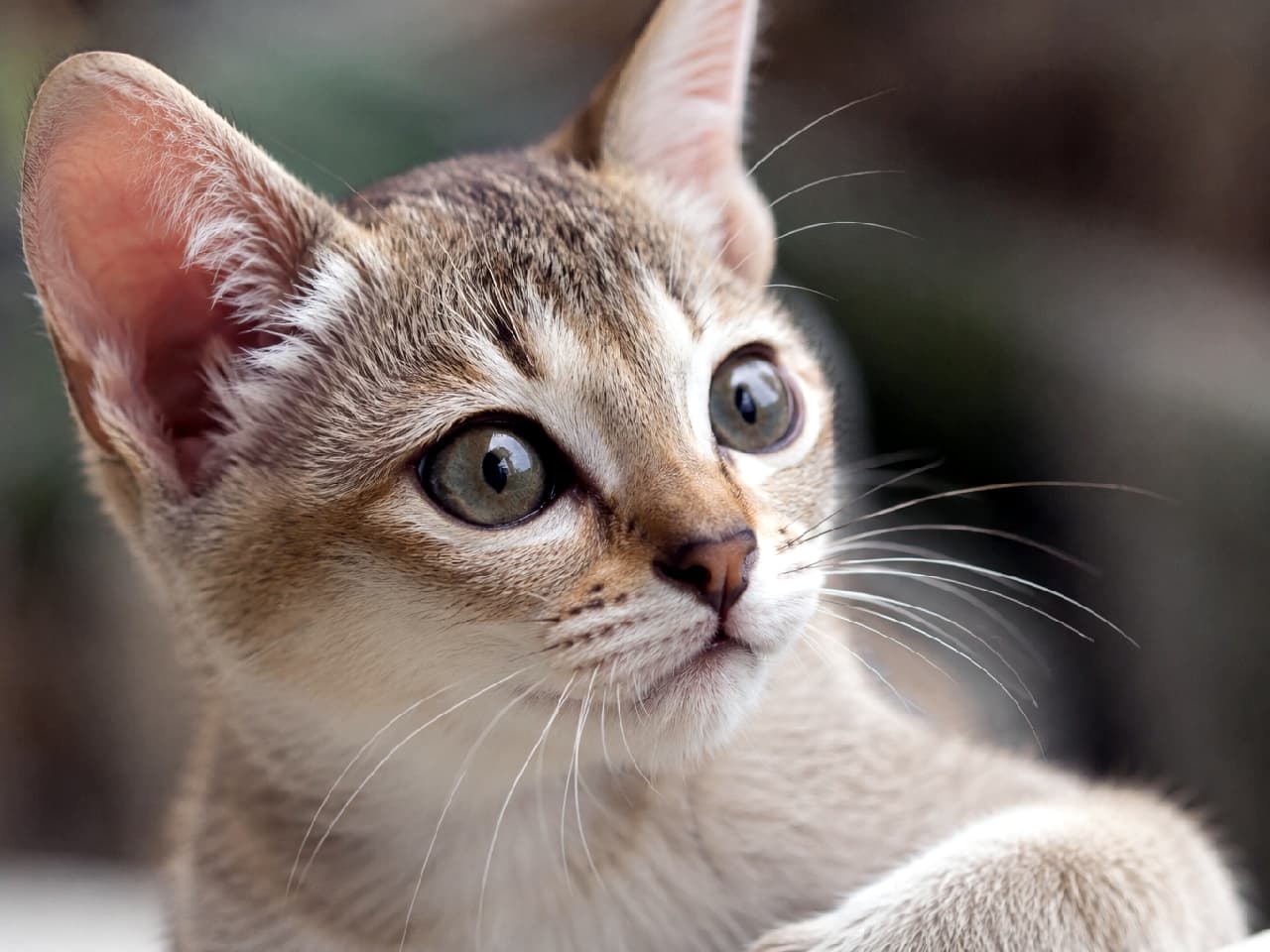 「妖精サイズに大きな瞳🥺✨ アイラインばっちりの美形すぎるシンガプーラの子猫ちゃんに吸い込まれそう…🤎 #シンガプーラ #小さな妖精 #猫好きさんと繋がりたい #猫のいる暮らし」Ultra-realistic high-quality portrait of a Singapura kitten featuring its signature sepia agouti ticked coat. The macro shot highlights its strikingly large hazel-green eyes with dark eyeliner-like outlines and large ears, looking upward with a gentle, intelligent expression against a soft background. 世界最小の猫種シンガプーラの子猫を捉えた最高画質のポートレート写真。象牙色に濃茶のティックド模様が入ったセピアアグーティの美しい短毛と、アイラインを引いたようなアーモンド型の大きなヘーゼルグリーンの瞳が特徴的です。ピンと立った大きな耳で音を拾いながら、知的で穏やかな表情で斜め上を見つめており、背景のなめらかなボケが品格を引き立てています