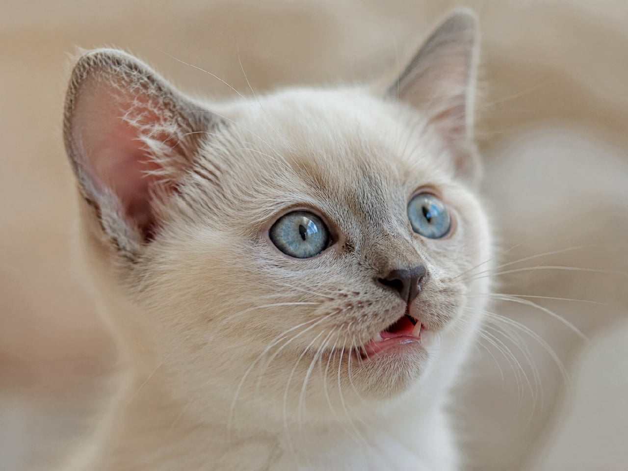 「透き通るようなアクアブルーの瞳にひとめぼれ💎✨ おしゃべり大好きなトンキニーズの美しすぎる子猫ちゃんとお話ししたいな💭🐈 #トンキニーズ #ブルーアイ #猫好きさんと繋がりたい #猫のいる暮らし」Ultra-realistic high-quality close-up of a Tonkinese kitten with a sleek platinum point coat. The kitten features mesmerizing aqua-blue eyes and a slightly open mouth as if mid-meow. Soft natural light elegantly highlights its silky fur against a smooth, bright pastel bokeh background. プラチナポイントの明るく滑らかな被毛を持つトンキニーズの子猫の高画質クローズアップ写真。シャムとバーミーズの特徴を受け継ぐ美しい顔立ちで、宝石のように輝くアクアブルーの瞳が印象的です。小さな口を少し開けておしゃべりしているかのような愛らしい表情で、柔らかな自然光が被毛のシルキーな質感を優しく包み込んでいます