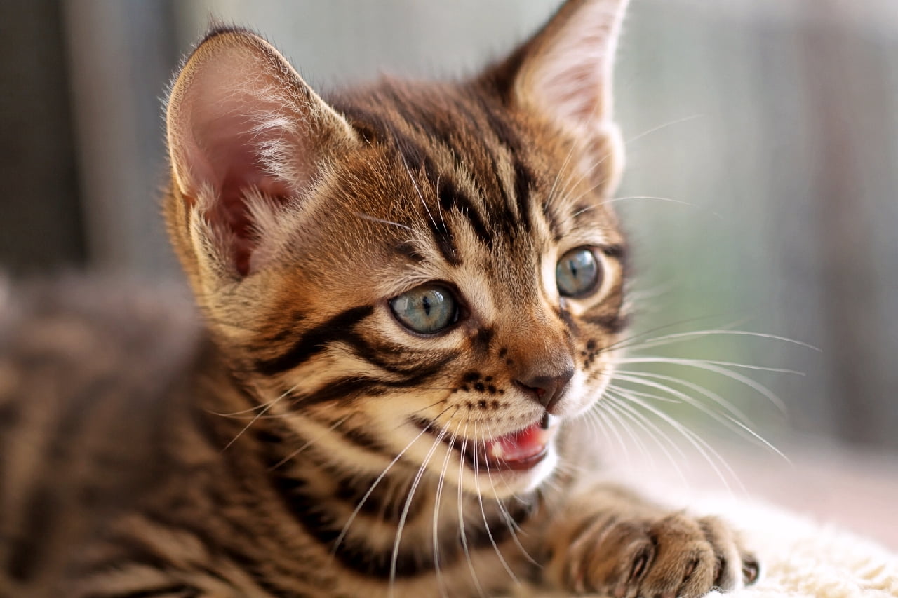 「ガオーッ!って言ってるのかな?🐯 ワイルドなトラ柄とあどけない表情のギャップがたまらないトイガーちゃん💕 #トイガー #トラ猫 #猫好きさんと繋がりたい #猫のいる暮らし」Ultra-realistic high-quality macro photograph of a Toyger kitten featuring striking brown mackerel tabby stripes resembling a miniature tiger. The kitten looks playfully to the right with a slightly open mouth and bright blue-green eyes. Delicate whiskers are sharply focused against a soft, smooth blurred bokeh background. 小さなトラのようなブラウンマッカレルタビーの被毛を持つトイガーの子猫の最高画質マクロ写真。はっきりとした黒い縞模様と、輝くブルーグリーンの丸い瞳が特徴的です。斜め右を見つめながら口を少し開けて楽しげにおしゃべりしているような躍動感ある表情で、繊細な白いヒゲが柔らかな自然光とボケ味の背景の中でくっきりと浮かび上がっています
