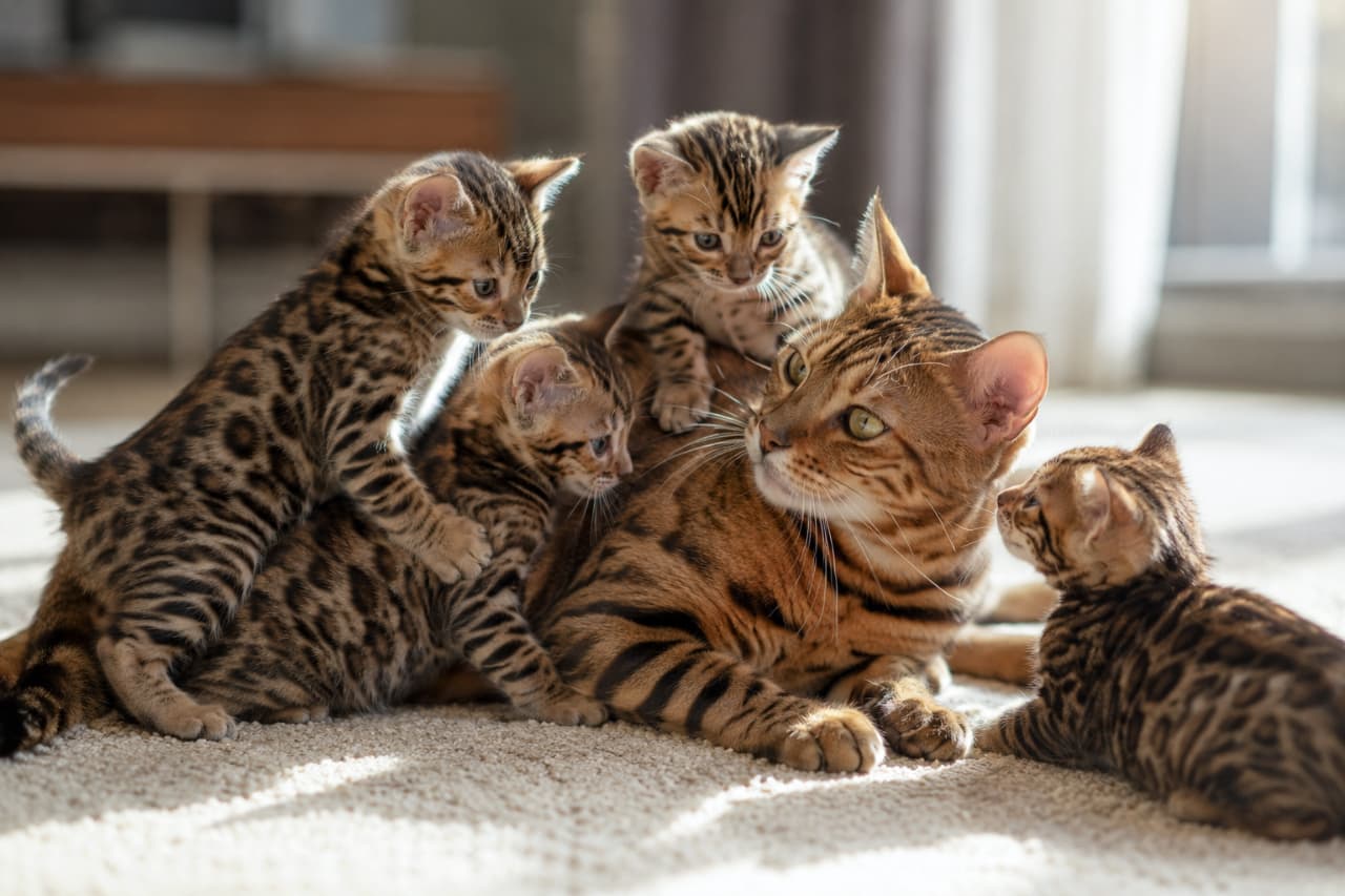 「ベンガル親子団欒!もう、天国すぎて動けない…😭💕これぞ至福の密集感! #ベンガル猫 #猫親子 #かわいすぎる #癒やしの塊 #わちゃわちゃ」Ultra-realistic high-quality photograph of a Bengal mother cat lying intimately on her back on a textured carpet, surrounded by three adorable Bengal kittens. One kitten climbs on the mother, another gazes into her eyes, and a third cuddles close. The mother boasts deep, clear rosettes, and the kittens display their distinct patterns. Warm natural light illuminates their soft, warm-toned fur. The mother gazes affectionately at the kittens. 成猫ベンガルの母親が、暖かみのある織物のようなテクスチャのカーペットの上に、仰向けに無防備に寝そべっている。その周りを3匹の愛らしい子猫たちが取り囲み、1匹は母親の体に登り、別の1匹は母親と顔を近づけて見つめ合い、3匹目は母親に寄り添っている。母親は深いロゼット模様の被毛を持ち、子猫たちもそれぞれ鮮明な模様を見せている。自然光が暖かく差し込み、被毛の柔らかい質感を際立たせている。母親は愛情深く子猫を見つめている