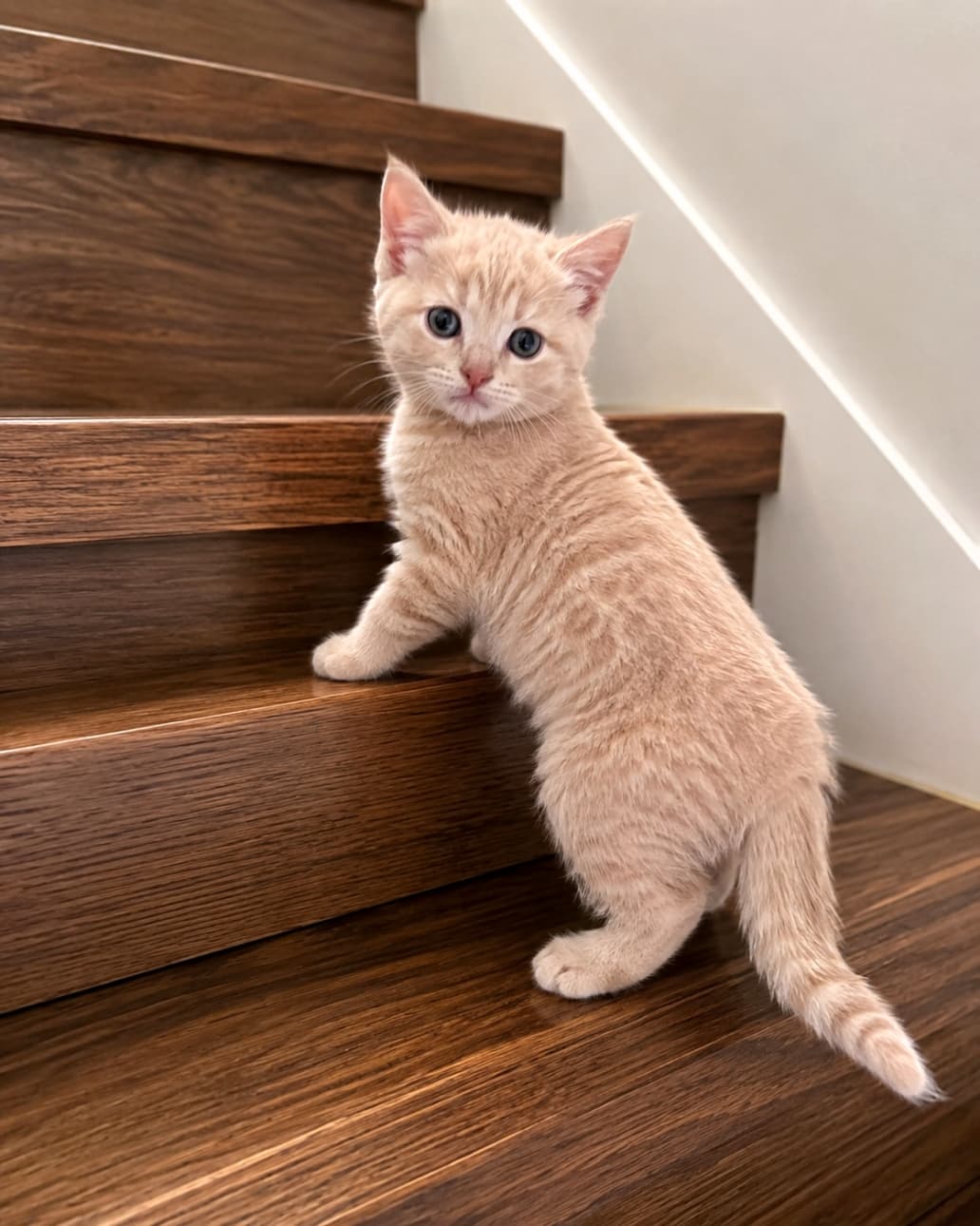 「階段のぼり、がんばるにゃん!🐾一生懸命な後ろ姿からの、振り返りポーズにハートを撃ち抜かれました💘」Ultra-realistic high-quality photograph of a cream tabby kitten stopping on wooden stairs to look back at the camera. 木製の階段を登る途中で立ち止まり、振り返ってカメラを見つめるクリームタビーの子猫。光沢のある階段と子猫の毛並みが美しい、超高画質でリアルな写真