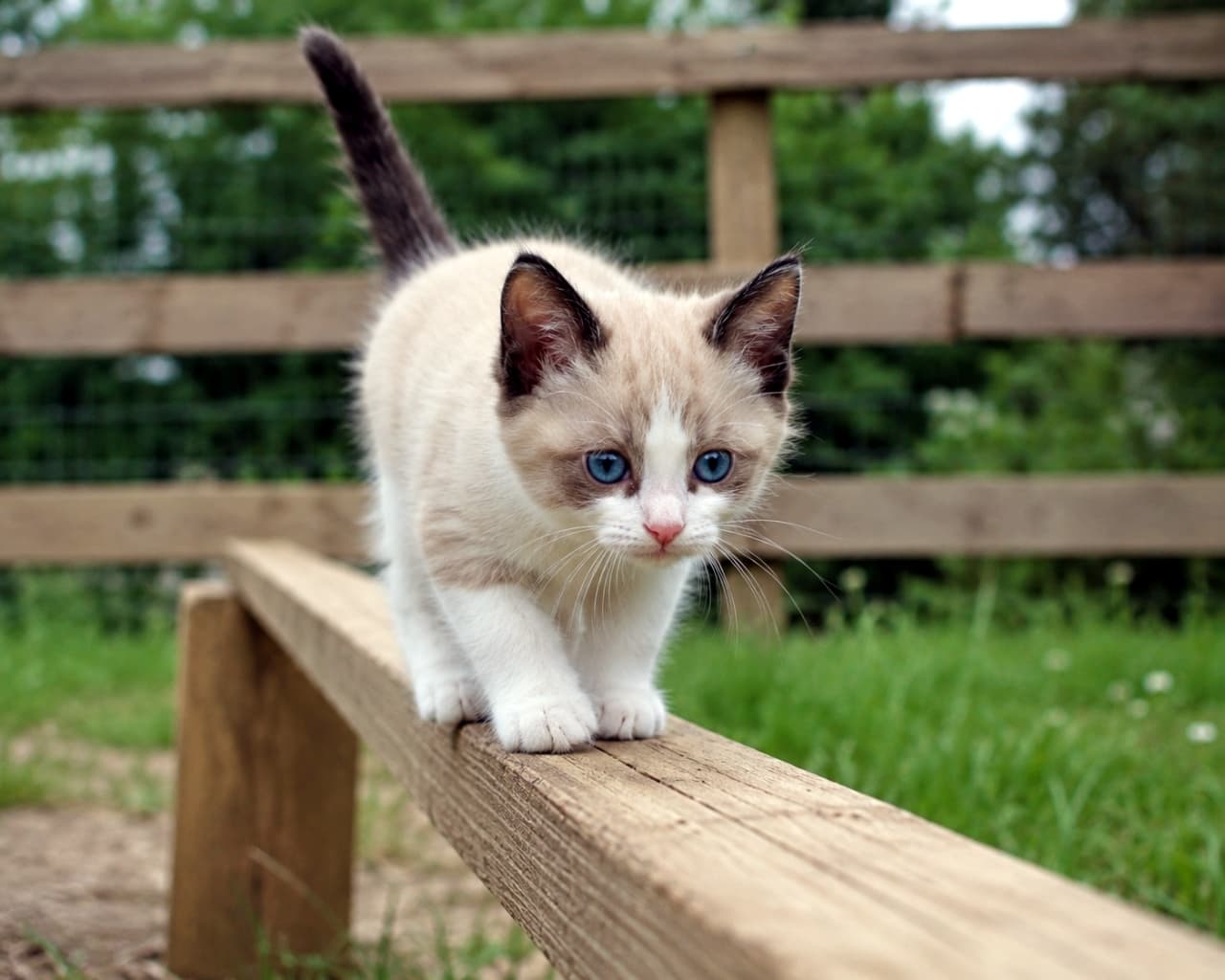 「そろ~り、そろ~り🐾落ちないように真剣な表情でお散歩中!透き通るようなブルーの瞳が美しすぎる✨🐈」Ultra-realistic high-quality photograph of a snowshoe kitten carefully walking on a narrow wooden beam outdoors against a green background. 屋外の緑を背景に、木製の細い板の上を平均台のように慎重に歩く、青い瞳のスノーシュー子猫。超高画質でリアルな写真