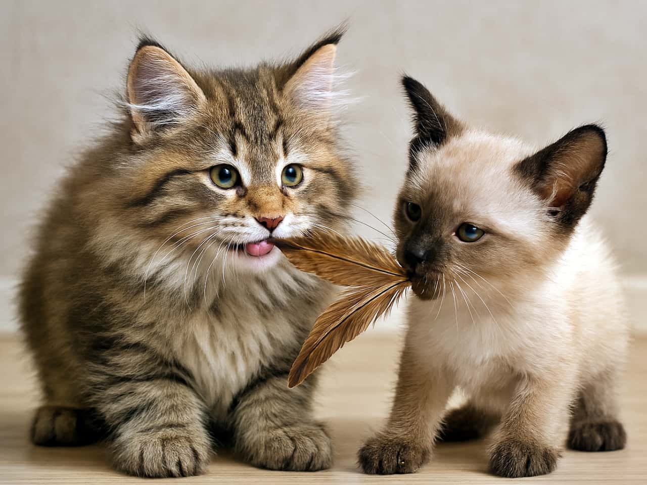 Two kittens gently tugging a feather toy with their mouths — a fluffy Norwegian Forest kitten and a smaller Siamese kitten face each other on a hardwood floor, playfully sharing the toy without aggression. ふわふわのノルウェージャンフォレストの子猫と小柄なシャムの子猫が、羽根のおもちゃを口にくわえて優しく引っ張り合っている。攻撃性はなく、好奇心と遊び心に満ちた穏やかなやりとり