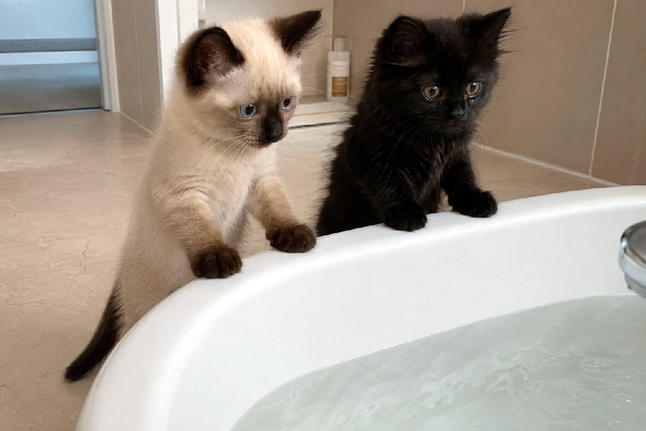 「「お水がいっぱいニャ…💦」初めてのお風呂場に興味津々なふたり🛁 後ろ姿も想像するだけで尊いですよね🥺✨ #子猫の冒険 #子猫のいる生活 #猫のいる暮らし #仲良しきょうだい #猫好きさんと繋がりたい」Ultra-realistic high-quality photograph of two curious kittens—a Siamese-point with sapphire blue eyes and a fluffy solid black kitten—standing on their hind legs to peek over the edge of a white bathtub filled with water. The bright, clean bathroom setting enhances the beautiful contrast of their coats and the gentle reflection of the water. 清潔感のあるタイル張りのバスルームで、白い浴槽の縁に前足をかけ、中に張られた水を不思議そうに覗き込む2匹の子猫。美しいサファイアブルーの瞳を持つシャム猫風のポイントカラーの子猫と、好奇心旺盛な丸い瞳を輝かせるふわふわの黒猫のコントラストが際立ち、みずみずしい光の反射が美しい日常のワンシーン