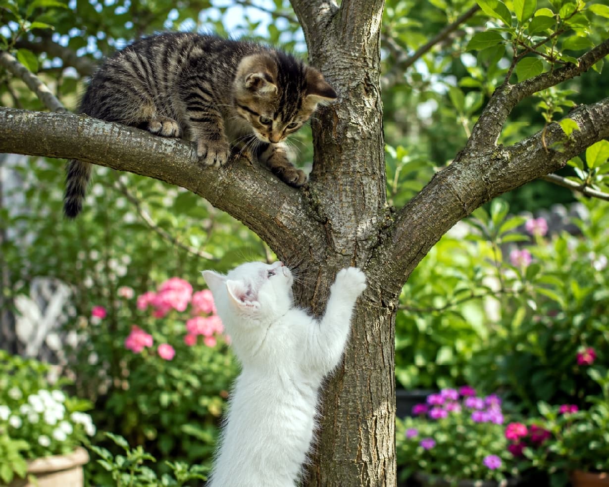 「「おーい、そこからの景色はどうニャ?」🌳 お庭での木登りごっこ、ふたり一緒なら楽しさも2倍だね🌷🐈 #猫とお散歩 #春爛漫 #子猫のいる生活 #猫のいる暮らし #仲良しきょうだい #猫好きさんと繋がりたい」Ultra-realistic high-quality photograph of two kittens playing on a textured tree in a lush spring garden blooming with pink and purple flowers. A brown tabby kitten is perched on a branch looking down, while a solid white kitten stands on its hind legs against the trunk reaching up. The vibrant natural colors and dappled sunlight create a highly narrative and charming scene. 鮮やかなピンクや紫の花が咲き誇る春の庭園で、ゴツゴツとした木の幹で遊ぶ2匹の子猫。キジトラの子猫は枝の上に器用に登って下を見下ろし、真っ白な子猫は幹に前足をかけて立ち上がり、上を見上げてコミュニケーションを取っている様子。日差しを透かす柔らかな被毛と、自然の色彩豊かな背景が美しい物語を感じさせる情景