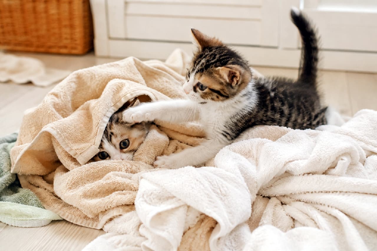 「タオル山は最高のプレイルーム!🐾 かくれんぼからの…猫パンチ炸裂っ!?今日も元気いっぱいです😹💕 #子猫のいる生活 #いたずら猫 #猫のいる暮らし #仲良しきょうだい #猫好きさんと繋がりたい」Ultra-realistic high-quality photograph of two playful tabby-and-white kittens interacting with a pile of fluffy beige towels on a light wooden floor. One kitten peeks out from under the towel while the other swats playfully at its head, capturing a lively, candid everyday moment. 明るい室内のフローリングに無造作に置かれたベージュのタオルの山で遊ぶ、2匹のキジ白の子猫たち。1匹はタオルにすっぽりと潜り込んで大きな瞳で外を覗き、もう1匹はタオルの上からその頭をチョイチョイと前足でタッチしてじゃれ合っている、動感と好奇心に溢れる日常のワンシーン