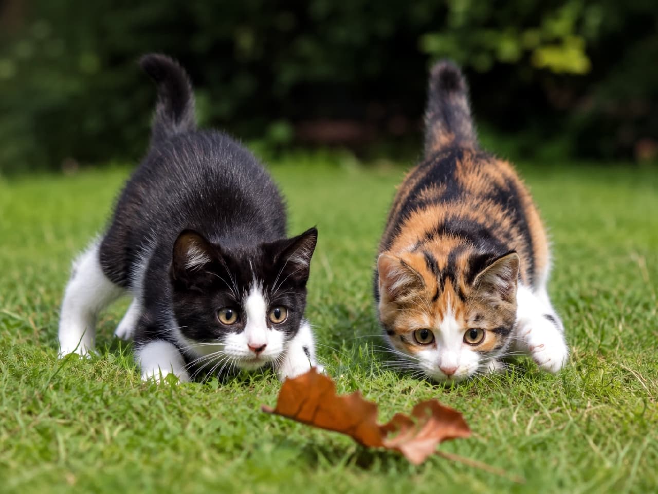 「ターゲット、ロックオン!🍂🐈 落ち葉を狙う小さなハンターたちのご自慢のおしりフリフリが見えそう🤭💖 #三毛猫 #子猫の成長 #猫のいる幸せ #子猫のいる暮らし #子猫のいる生活 #仲良しきょうだい #猫好きさんと繋がりたい」Ultra-realistic high-quality photograph of two kittens, a black-and-white tuxedo and a calico, crouching low on vibrant green grass, ready to pounce on a fallen brown leaf. Their tails are pointed straight up, and their intense, focused hunter's gazes contrast adorably with their tiny sizes. 青々とした美しい芝生の上で、手前に落ちている一枚の茶色い枯葉に狙いを定め、姿勢を低くして今にも飛びかかりそうな2匹の子猫。黒白ハチワレと三毛猫(キャリコ)がきれいに並び、尻尾をピンと立てて狩猟本能を覗かせている、真剣な瞳とコミカルなポーズのギャップがたまらない一枚