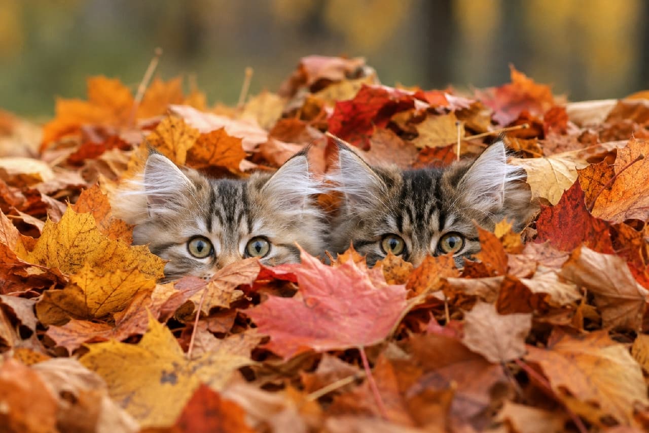 「かくれんぼ中かな?🍂 おめめクリクリなサイベリアンきょうだいの秋のイタズラに胸キュン間違いなし!🍁😻 #猫好きさんと繋がりたい #秋の訪れ」Ultra-realistic high-quality photograph of two Siberian kittens peaking their heads out from a pile of vibrant red and orange autumn leaves. Their large, curious amber eyes shine brightly, contrasting beautifully with the dry texture of the foliage in this deeply autumnal scene. サイベリアンの子猫2匹が、赤やオレンジに色づいた秋の落ち葉の山から顔だけを覗かせている様子。丸くて大きな琥珀色の瞳が好奇心いっぱいに輝き、ふんわりとした柔らかな被毛と、パリッとした乾いた落ち葉の質感のコントラストが美しい、秋の深まりを感じさせる情景