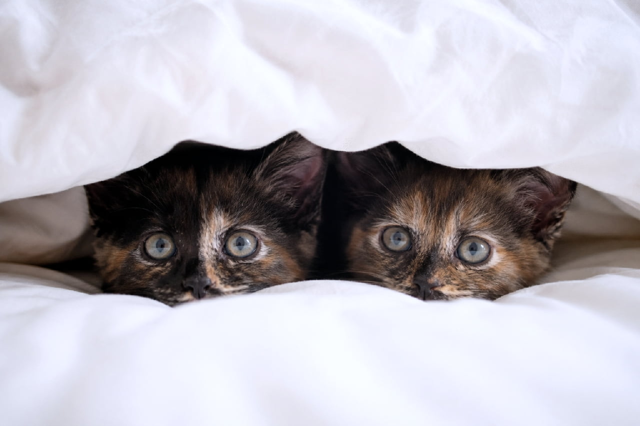 「お布団の中からひょっこりニャン🐈⬛💤 まだ眠いのかな?こんな可愛い瞳で見つめられたら二度寝確定です🤦♀️💕 #サビ猫 #朝の癒やし #子猫の冒険 #子猫のいる生活 #猫のいる暮らし #仲良しきょうだい #猫好きさんと繋がりたい」Ultra-realistic high-quality photograph of two tortoiseshell kittens peeking their faces out from beneath a thick, fluffy white duvet. Their uniquely mottled black and orange coats and large, clear hazel-green eyes are strikingly framed by the pure white, soft folds of the bedding, creating a cozy and intimate atmosphere. 柔らかくボリュームのある真っ白な羽毛布団の隙間から、顔だけを並べてヒョッコリと出している2匹のサビ猫(トーティシェル)の子猫たち。黒、茶、オレンジが複雑に混ざり合った個性的な被毛模様と、カメラをじっと見つめる透き通ったヘーゼルグリーンの大きな瞳が印象的で、ふかふかの寝具に包まれた温かみのある情景