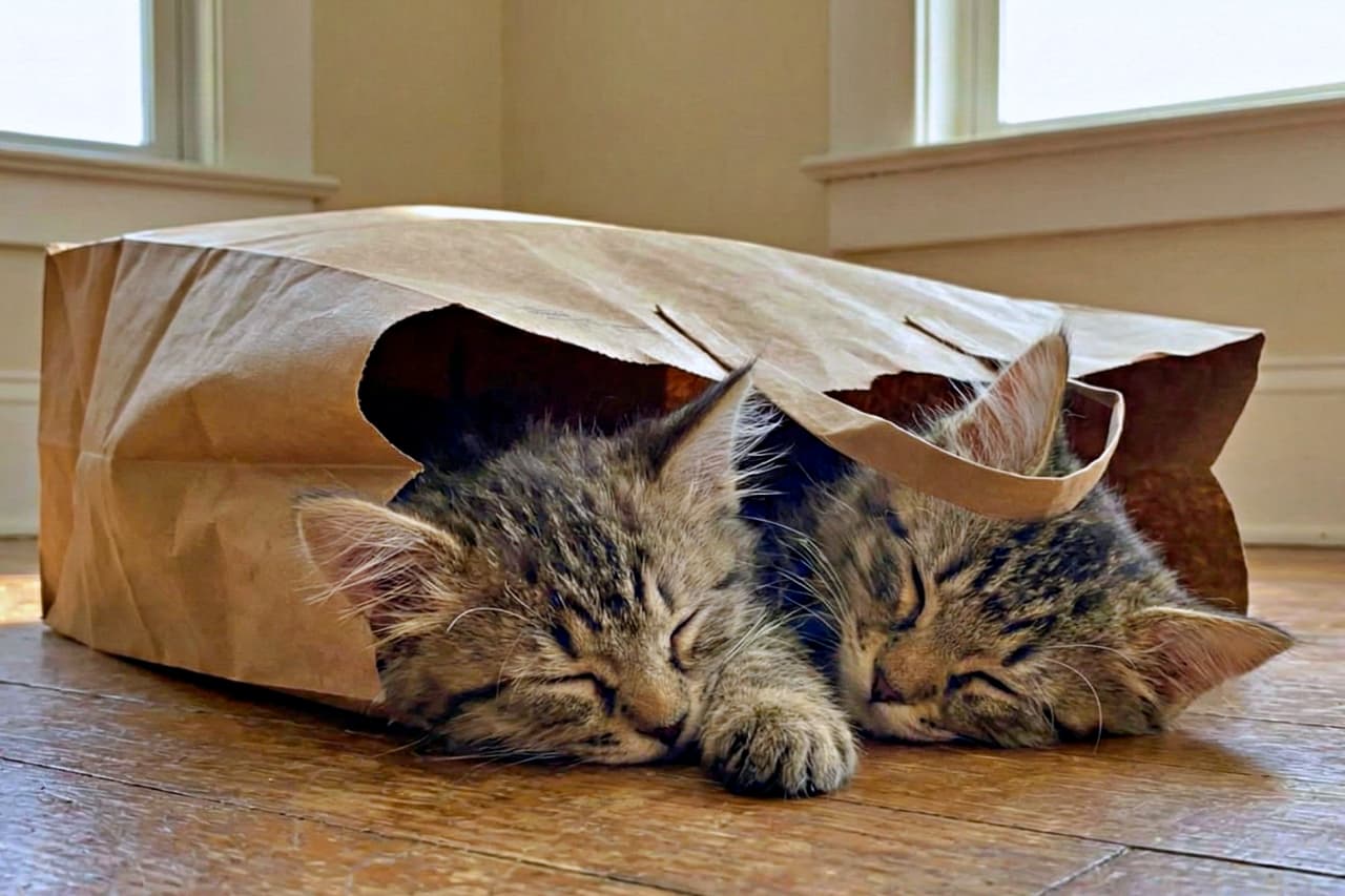 Two orange tabby kittens sleep intertwined on a fluffy beige cushion, their paws and tails gently overlapping. Bathed in soft natural light by the window, the scene captures a photorealistic moment of warmth, comfort, and feline affection. ふわふわのベージュクッションの上で、2匹の茶トラ子猫が体を寄せ合いながら眠っている。足やしっぽが優しく重なり、窓辺の柔らかな自然光に包まれた、温もりと愛らしさに満ちたフォトリアルな一瞬